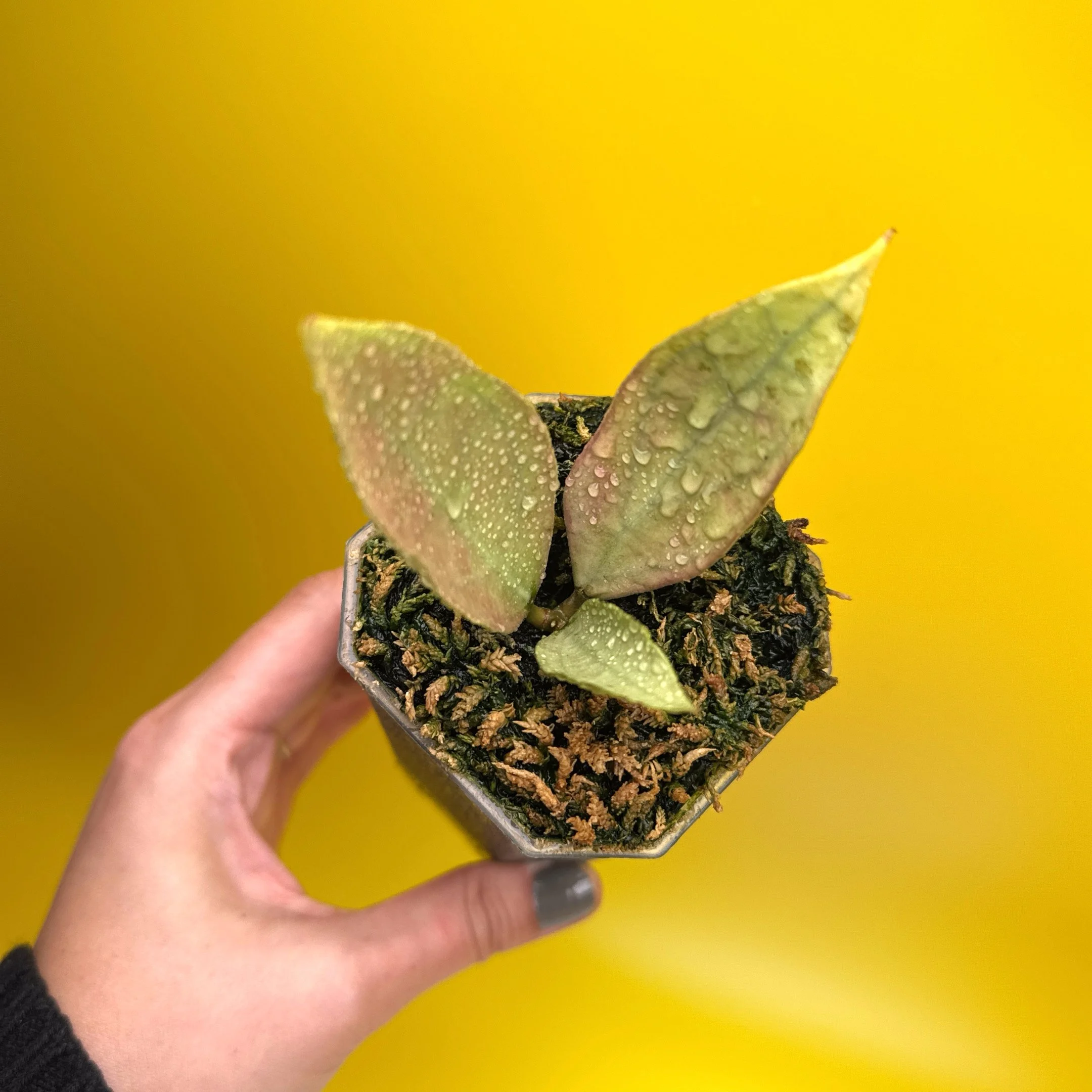 HOYA SP. GERMANY SILVER
