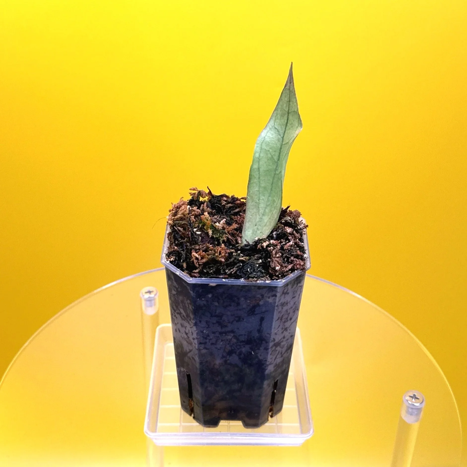 Hoya Sp. Germany Silver | Shop Rare Silver Hoya Houseplants from Sydney, Australia | Melty Plants E-Store Online