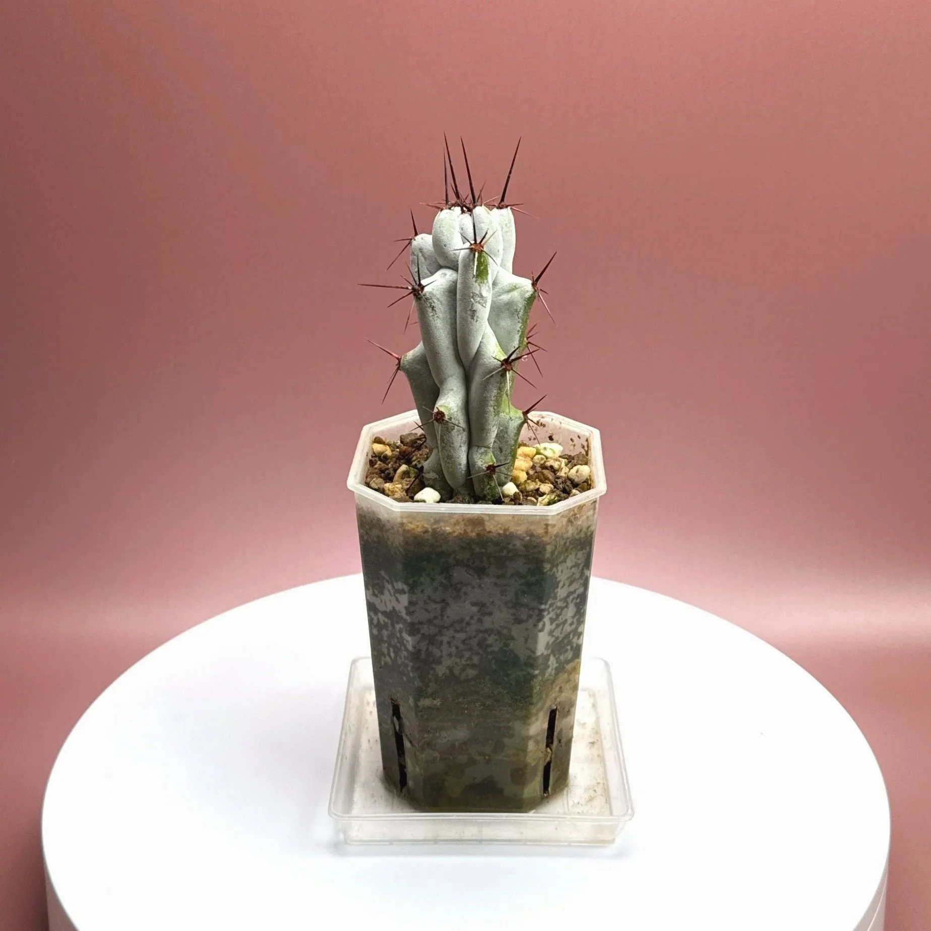 Cactus Stenocereus Beneckei 'Caterpillar' | Shop Rare White Cacti Plants in Sydney, Australia | Melty Plants E-Store Online