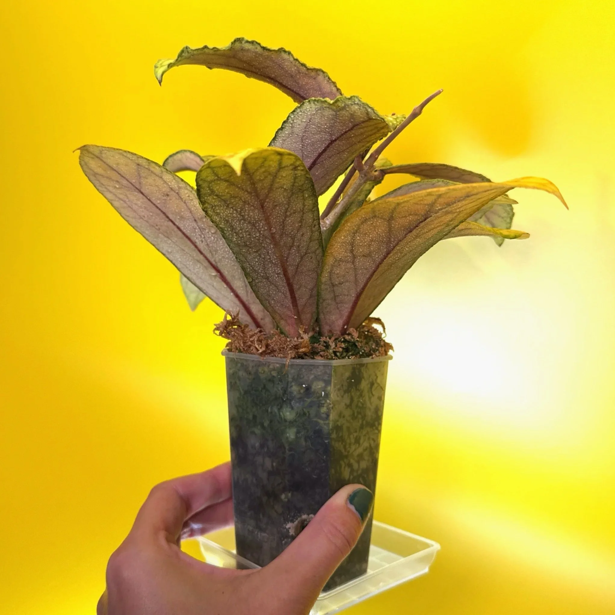 Hoya Tanggamus | Shop Rare Large Leaf Hoya Plants in Sydney, Australia | Melty Plants E-Store, Online