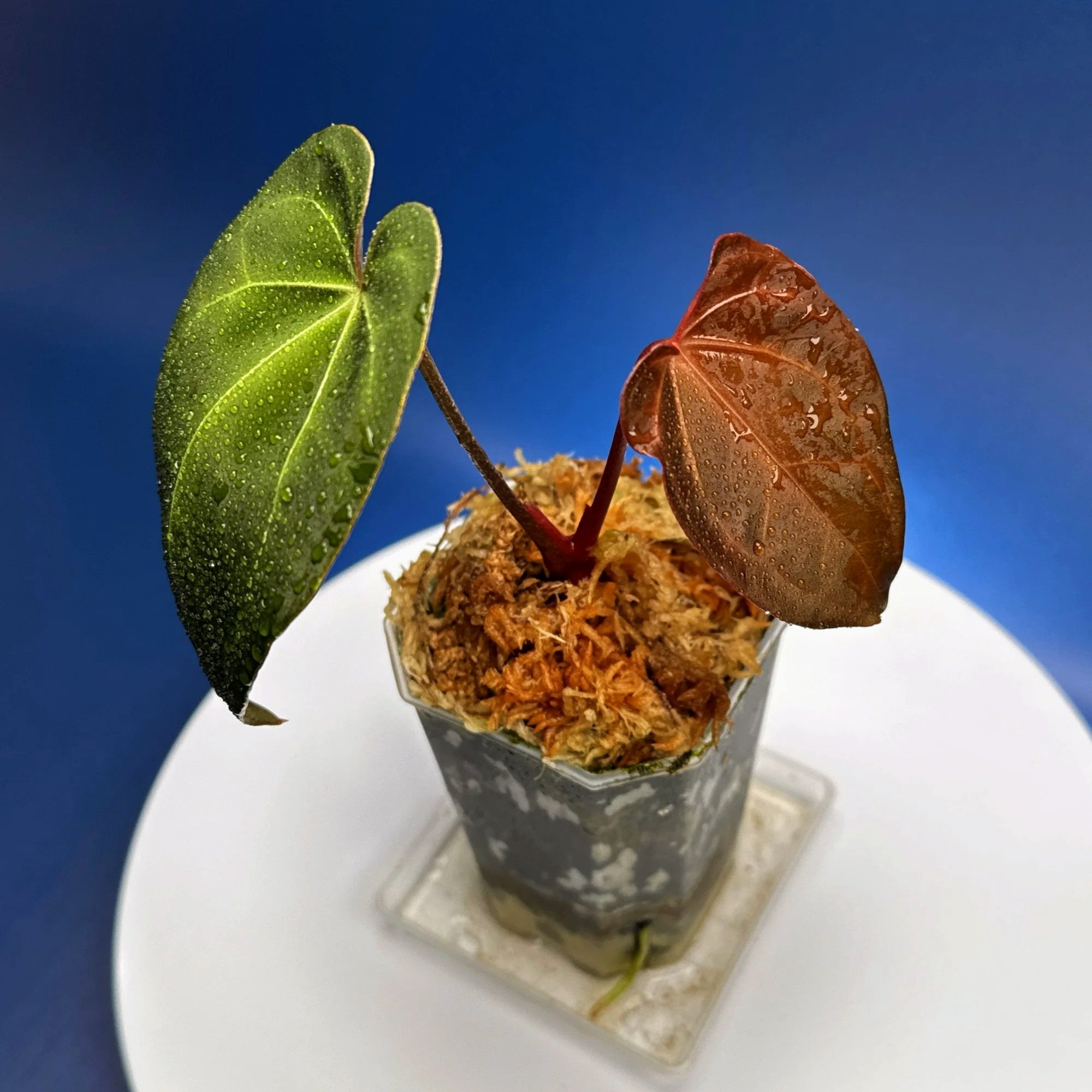 Anthurium Magnificum x Red Vein Dark Phoenix | Shop Rare Anthuriums online from Sydney, Australia | Melty Plants E-Store, Online
