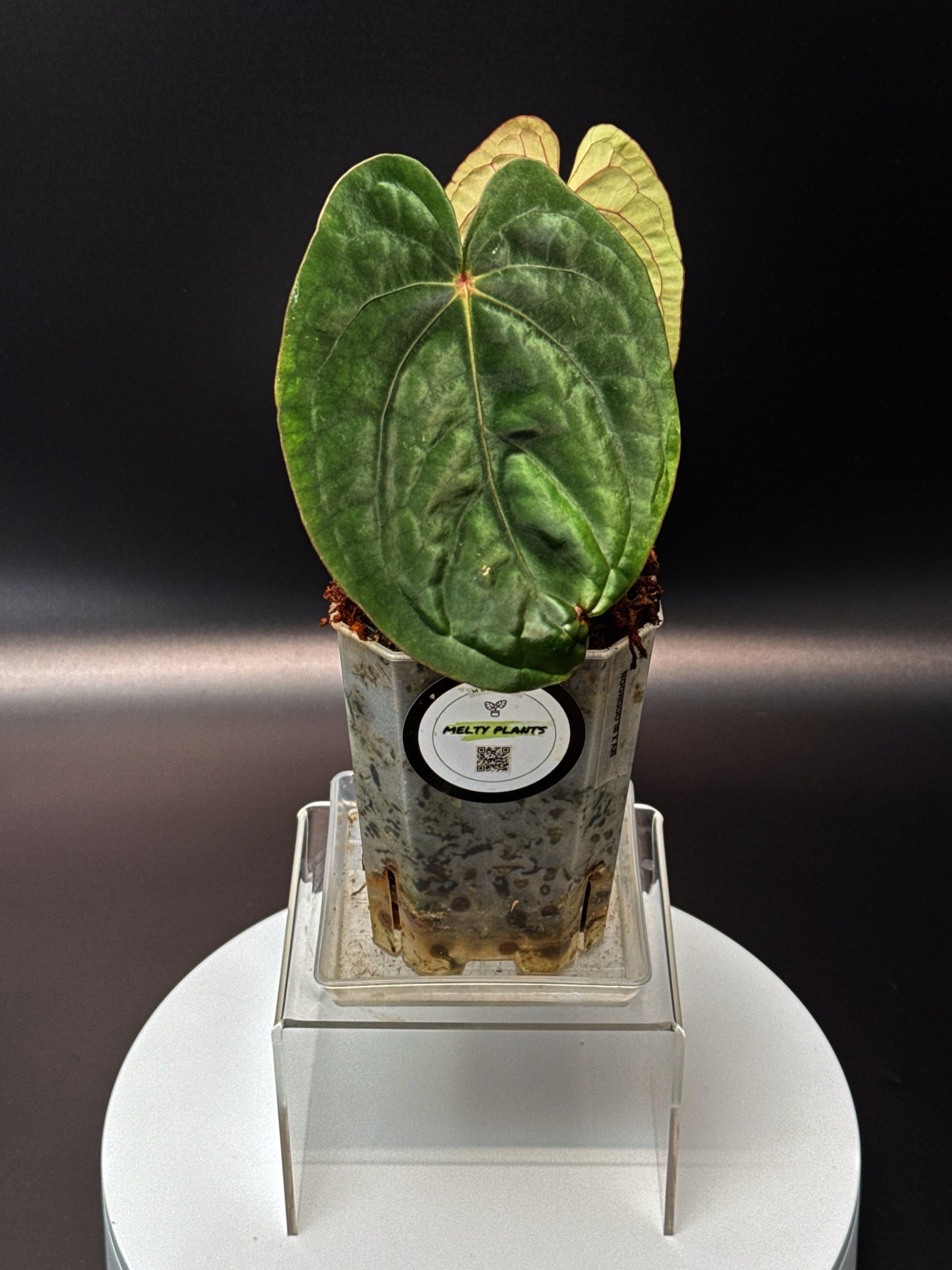 ANTHURIUM RUBY MOON: Midnight Velvet 'Deep Ruby' x Hoffmanii Red Sinus 'Bloodmoon' | Shop Rare Anthurium Houseplants in Sydney Australia | Melty Plants E-Store, Online