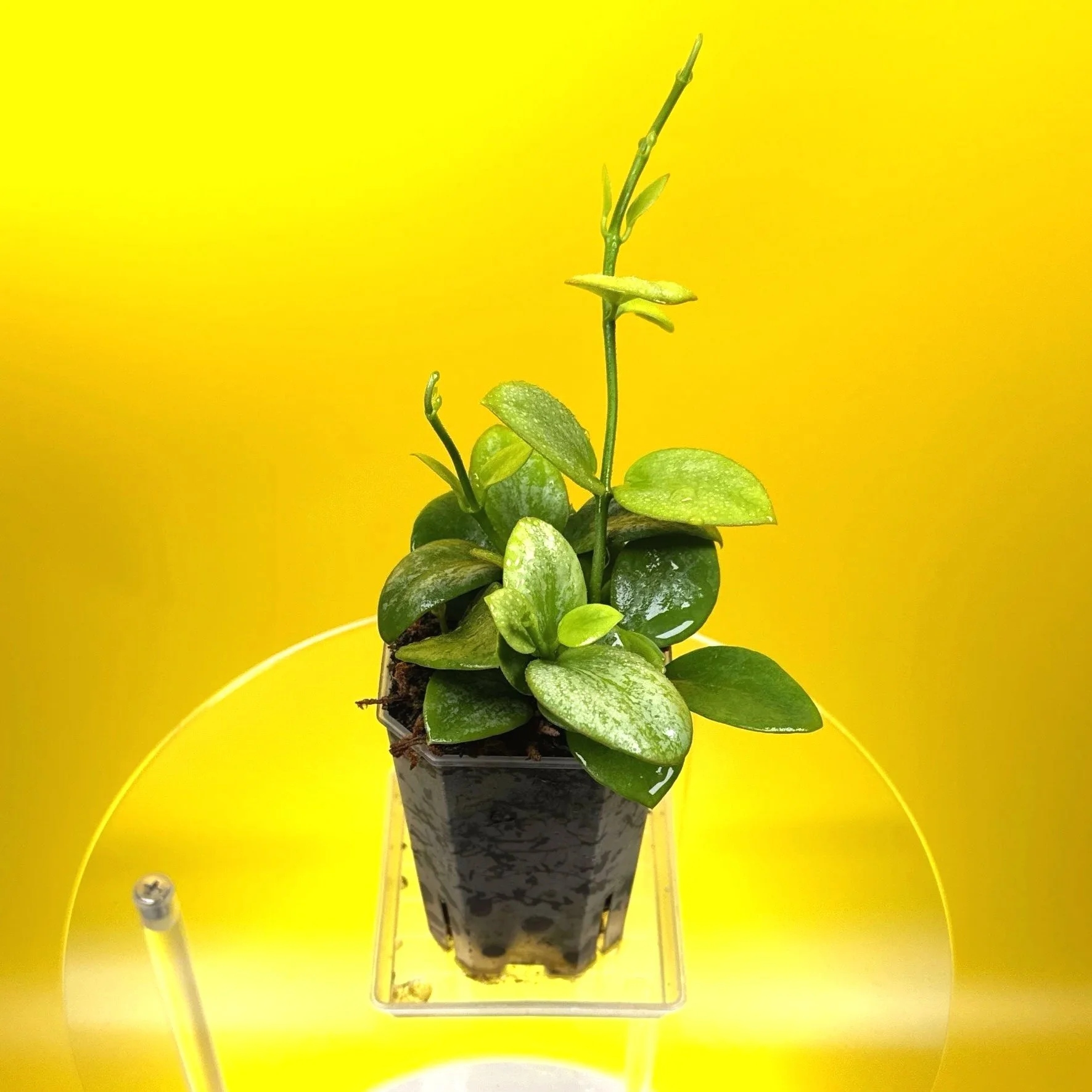 Hoya Collina in a small clear square pot for sale | Shop Rare Hoya Plants in Sydney, Australia | Melty Plants E-Store, Online