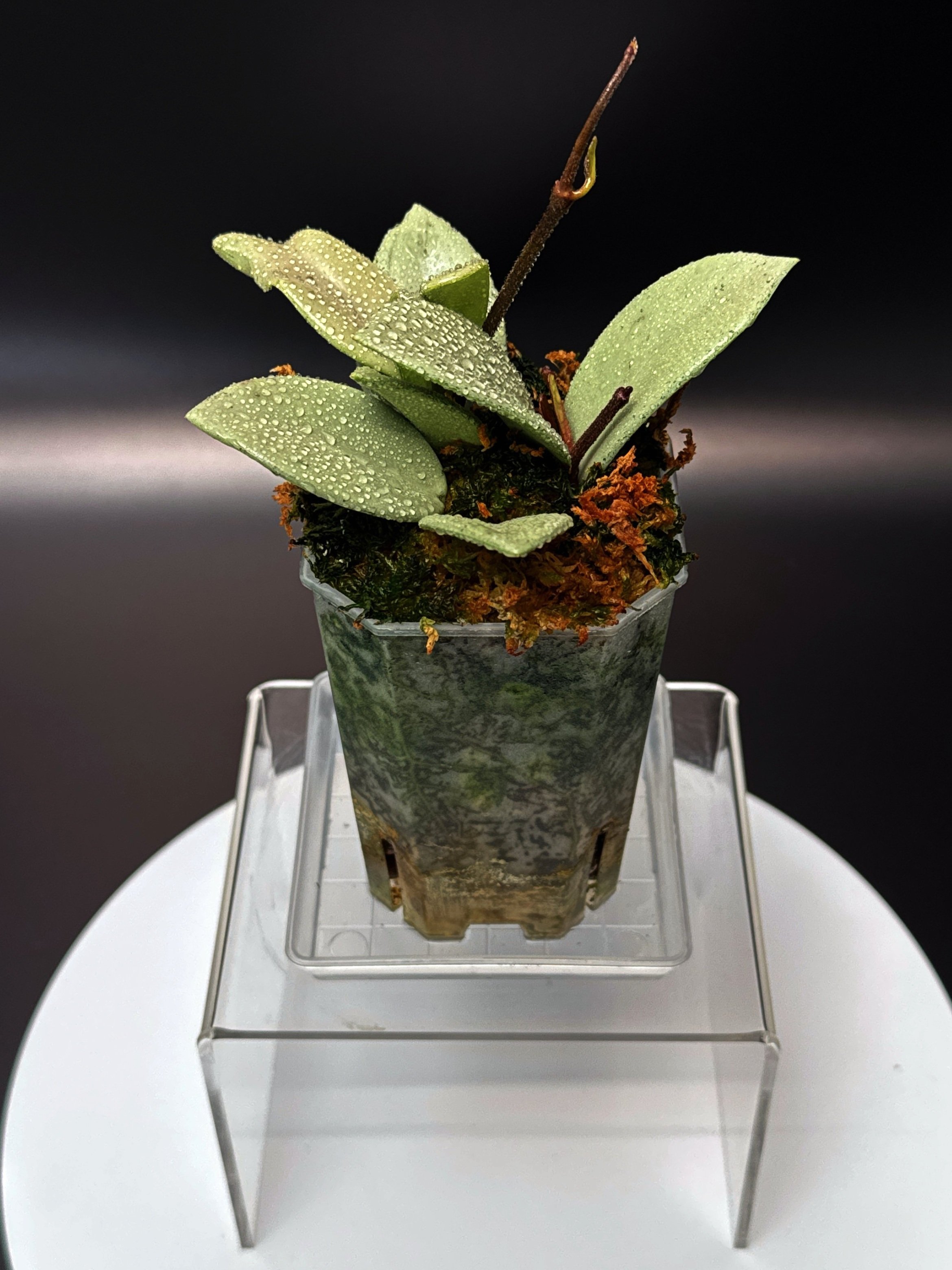 Hoya Carnosa Wilbur Graves Super Silver in a small clear square pot + saucer | Shop Rare Hoya Houseplants from Sydney, Australia | Melty Plants E-Store, Online