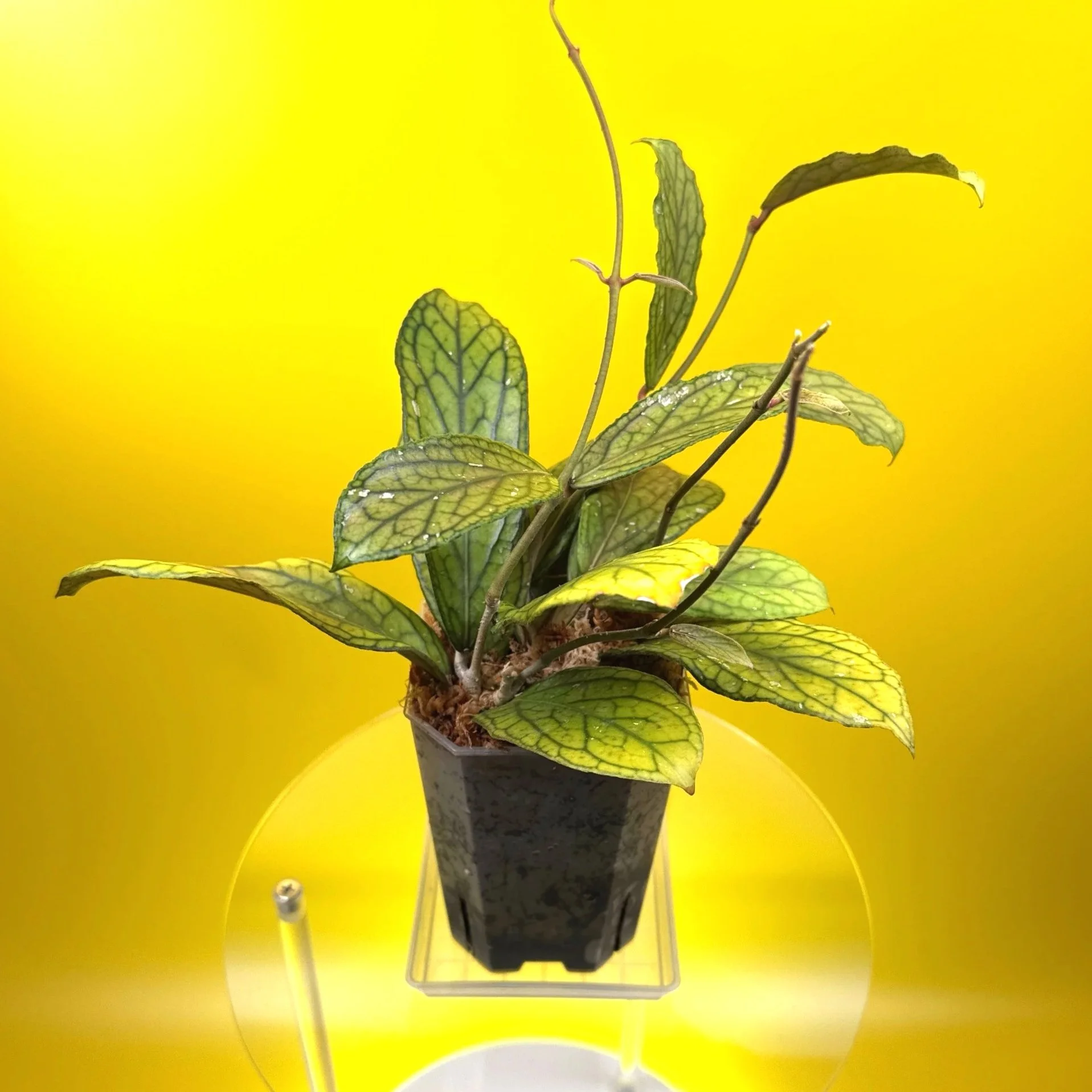 Hoya Tanggamus | Shop Rare Large Leaf Hoya Plants in Sydney, Australia | Melty Plants E-Store, Online