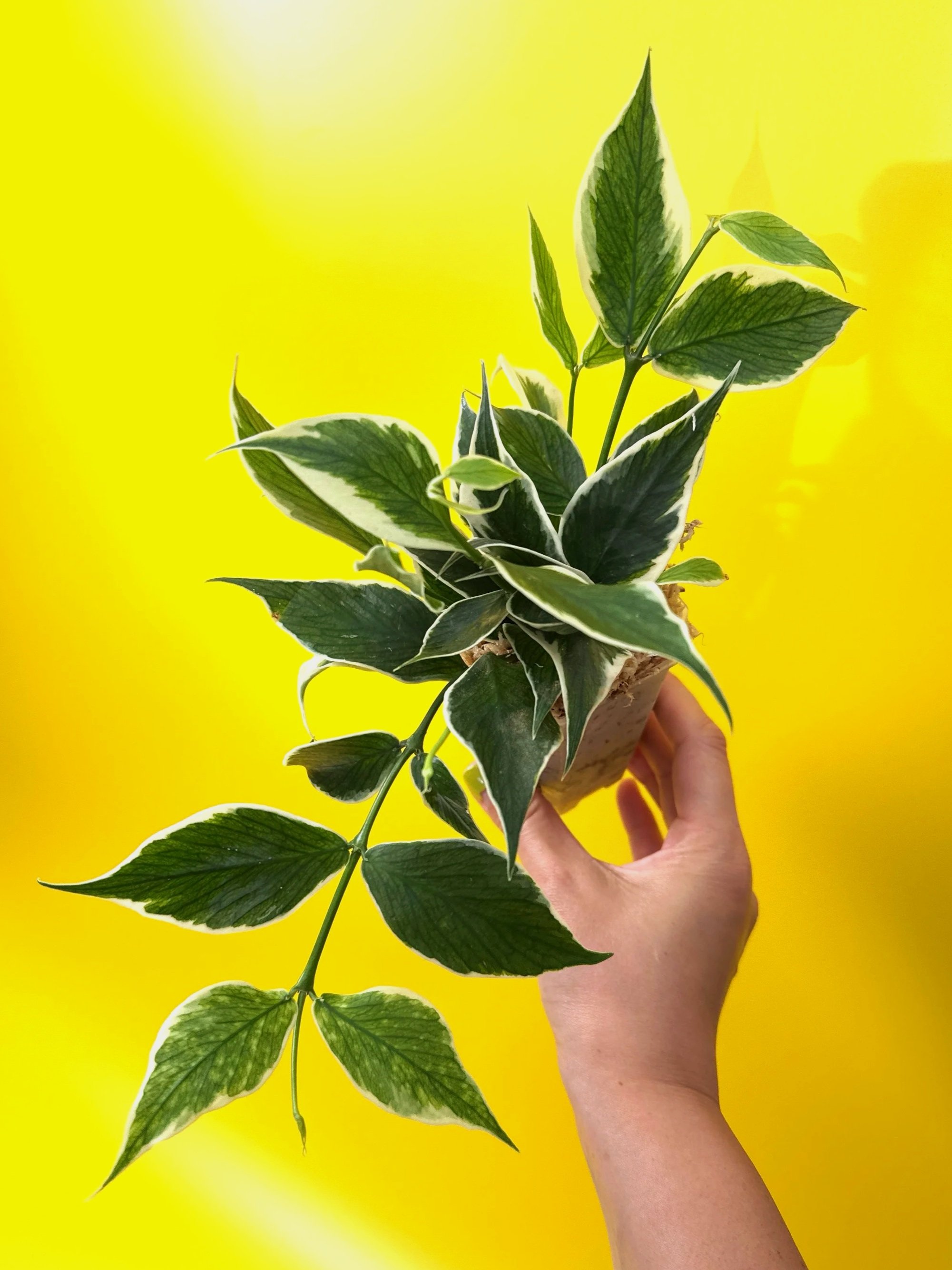 HOYA Polyneura Albomarginata