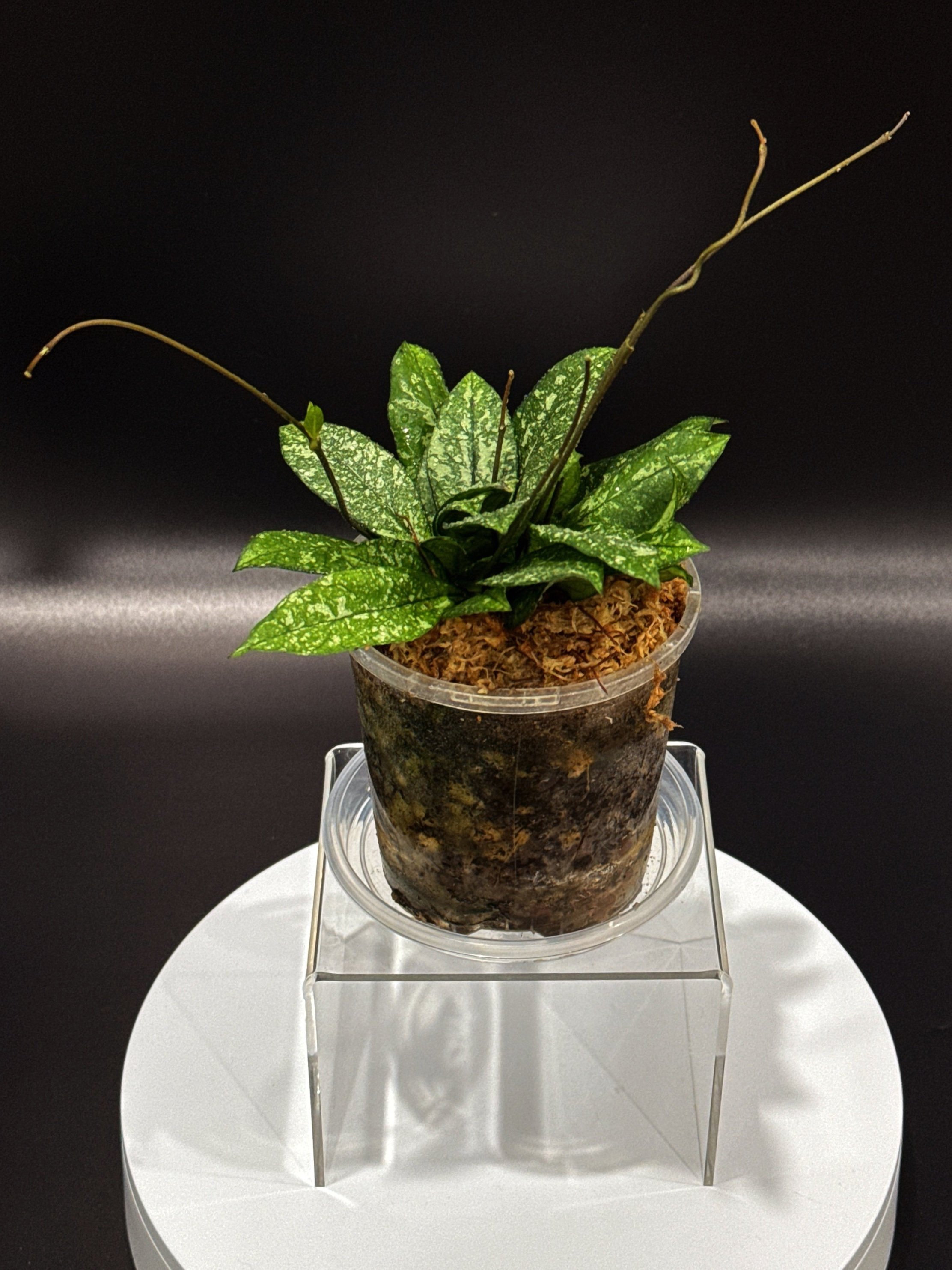 Hoya Crassipetiolata Splash multi-planted in 100mm Clear Pot for sale | Shop Rare Hoya Houseplants in Sydney, Australia | Melty Plants E-Store, Online