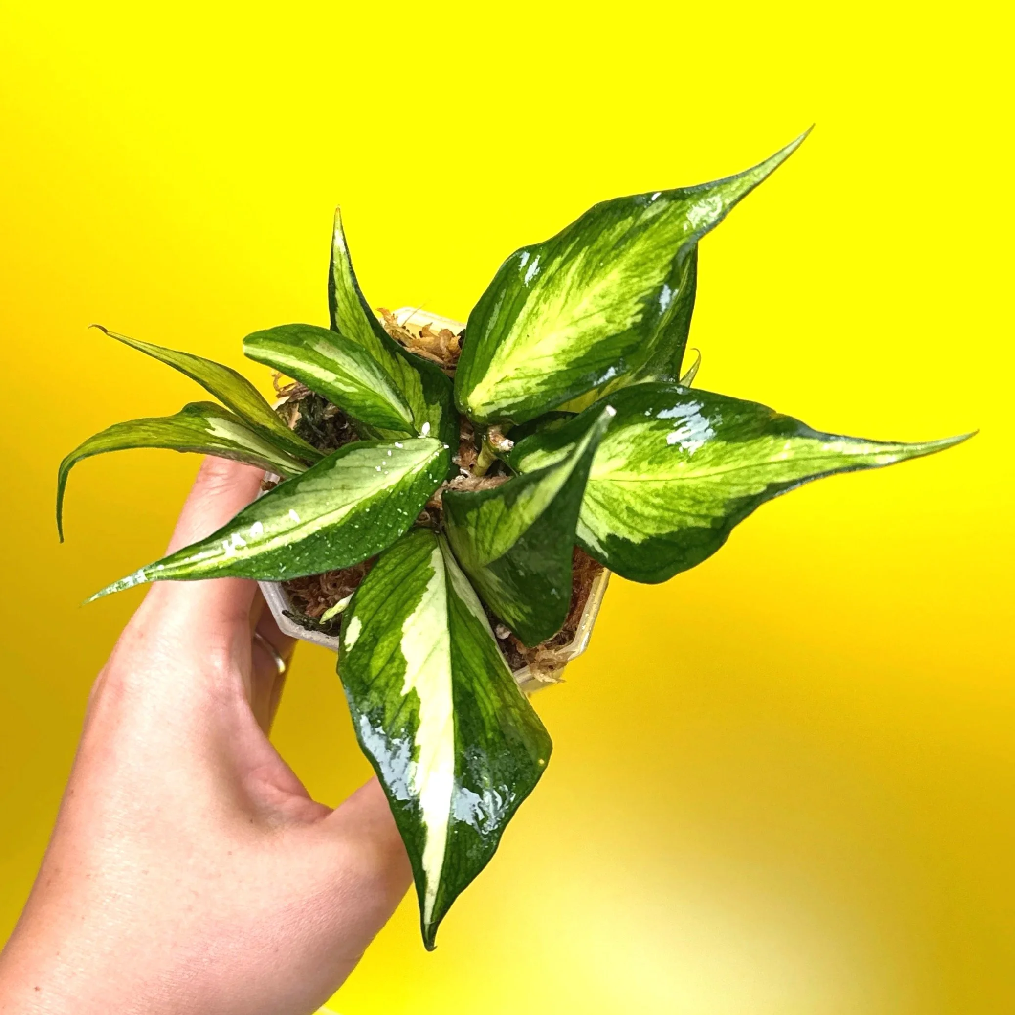 HOYA Polyneura – Inner Variegated