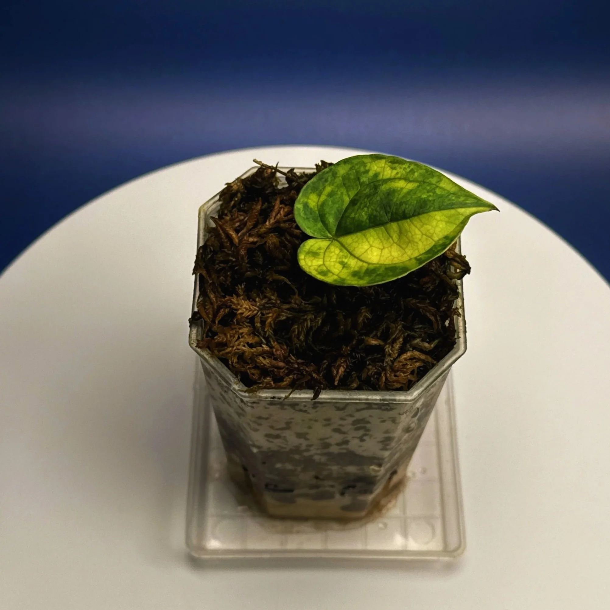 Anthurium 'Lux.Mag' Var. Magnificum x Luxurians –Variegated | Shop Ultra Rare Variegated Anthuriums online from Sydney, Australia | Melty Plants E-Store, Online