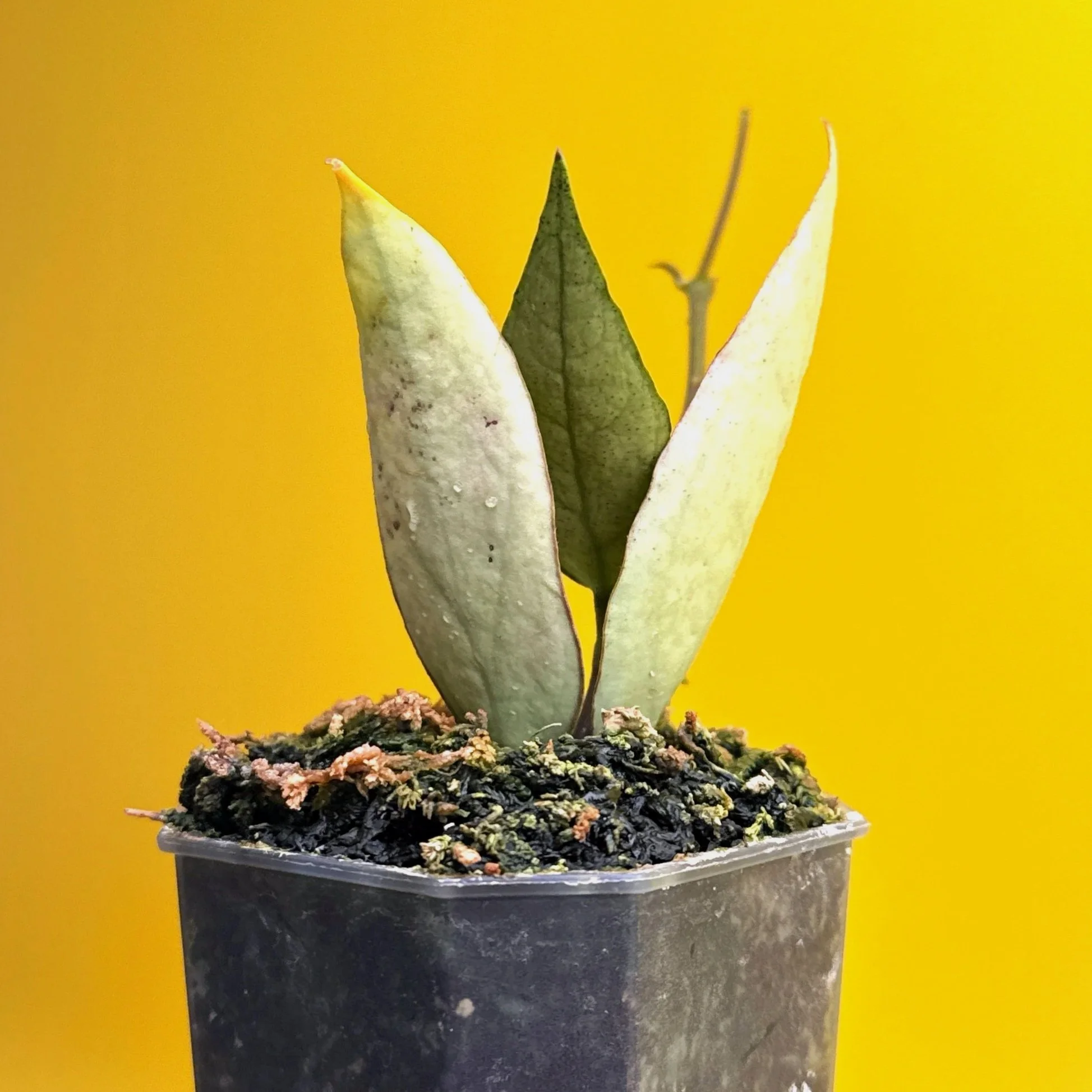 Hoya Sp. Germany Silver | Shop Rare Silver Hoya Houseplants from Sydney, Australia | Melty Plants E-Store Online