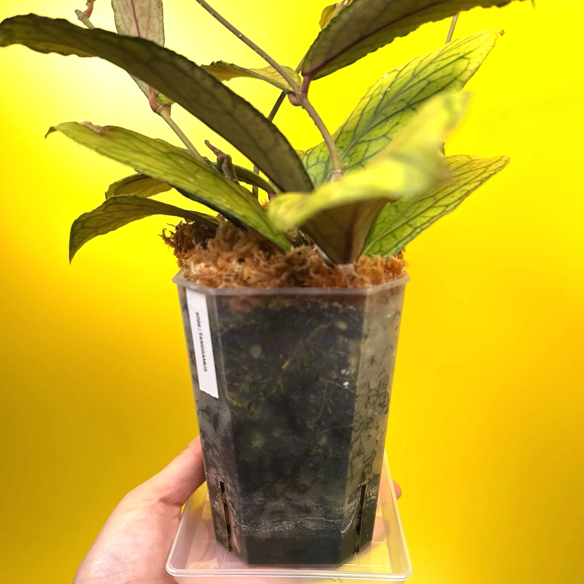 Hoya Tanggamus | Shop Rare Large Leaf Hoya Plants in Sydney, Australia | Melty Plants E-Store, Online