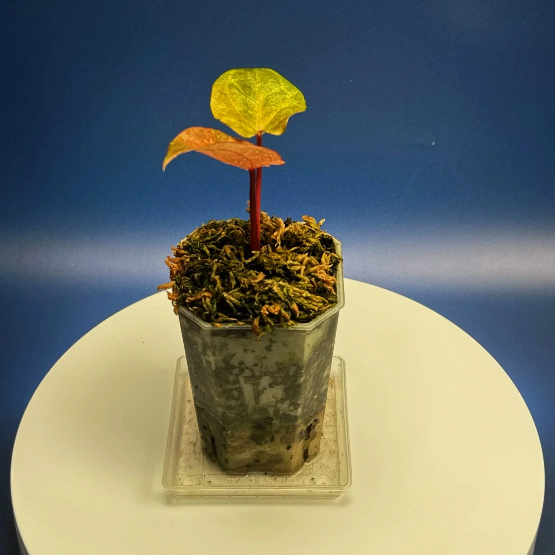 Anthurium Reverse Black Cherry X Red Vein Dark Phoenix Mint Variegated | Shop Ultra Rare Variegated Anthuriums online from Sydney, Australia | Melty Plants E-Store, Online