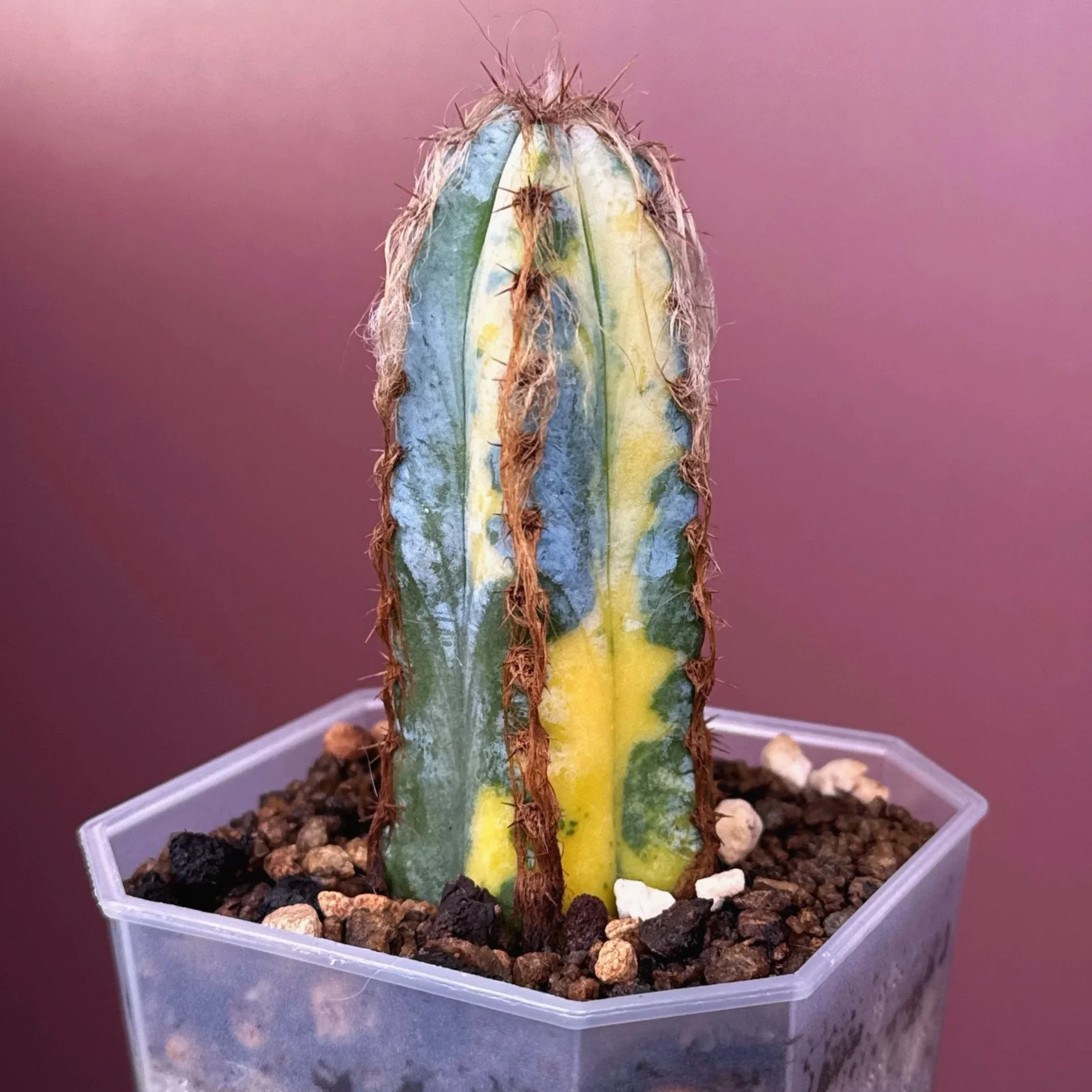CACTUS Pilosocereus Glaucescens Cv 'Heinz' Variegated