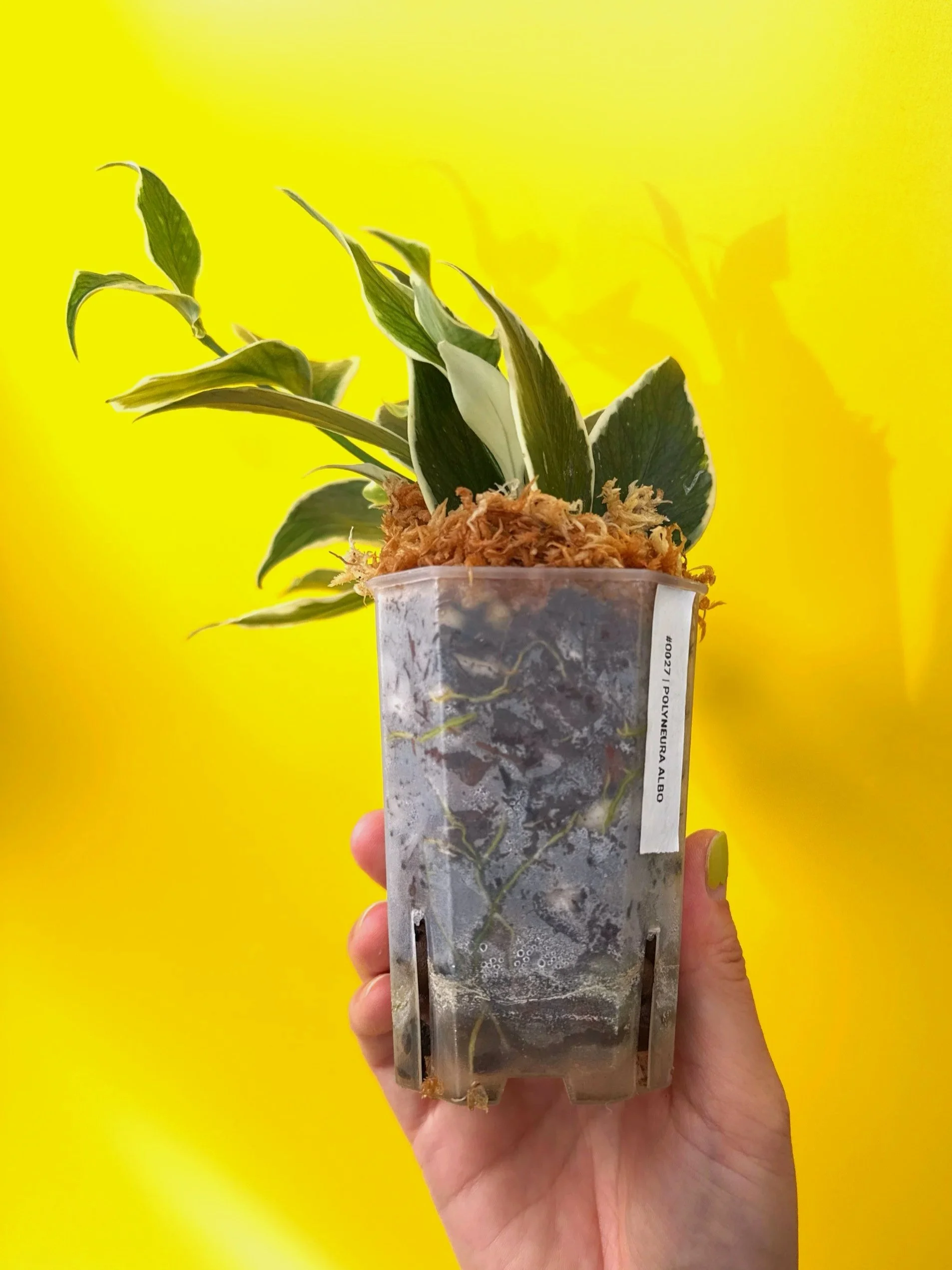 Hoya Polyneura Albomarginata | Shop Rare Hoya Houseplants in Sydney, Australia | Melty Plants E-Store, Online