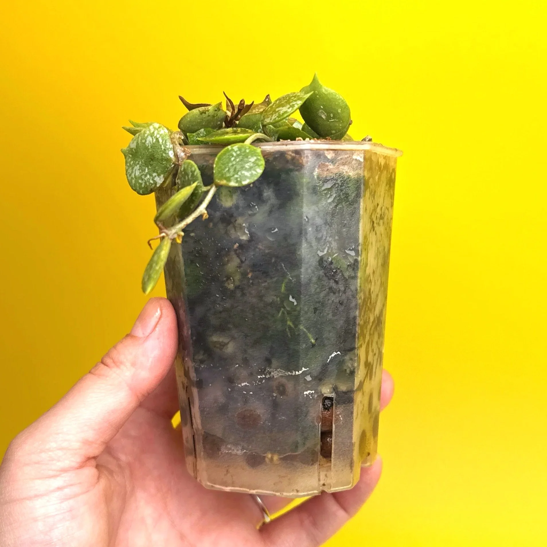 Hoya Curtisii multi-planted in a Small Square Clear Pot for sale | Shop Rare Hoya Houseplants in Sydney, Australia | Melty Plants E-Store, Online