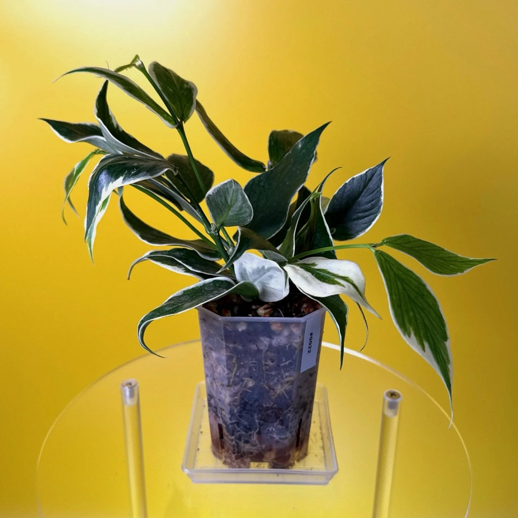 Hoya Polyneura Albomarginata | Shop Rare Hoya Houseplants in Sydney, Australia | Melty Plants E-Store, Online