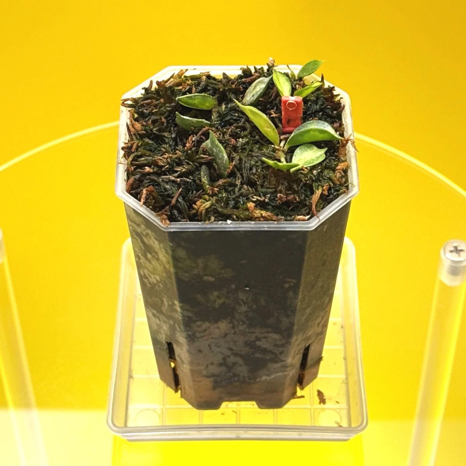 Hoya Curtisii Albomarginata multi-planted in a Small Square Clear Pot for sale | Shop Rare Hoya Houseplants in Sydney, Australia | Melty Plants E-Store, Online