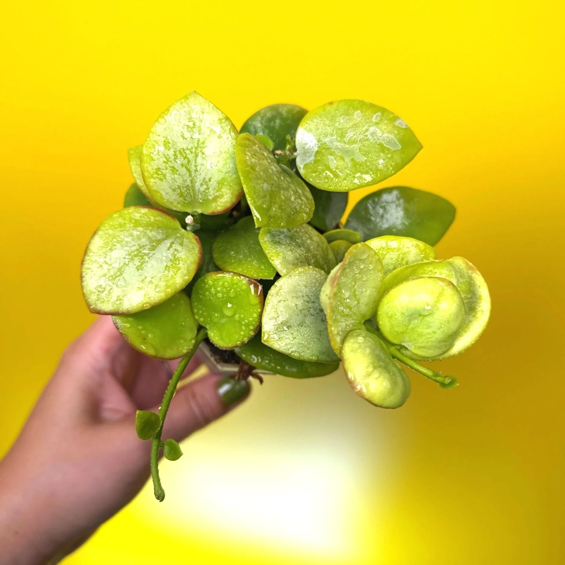 HOYA Collina