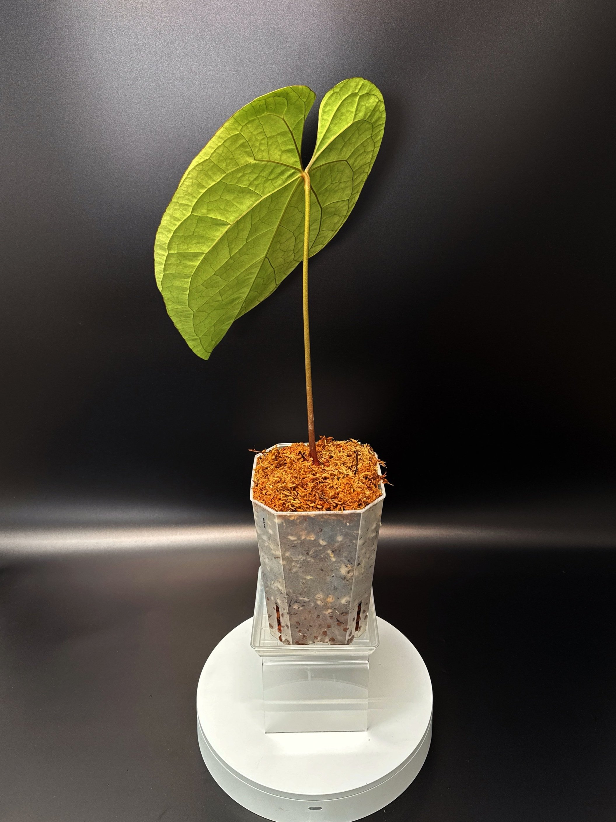 Anthurium (Michelle x Zara) x Long Bullet Papillilaminum | Shop Rare Australian Anthurium Houseplants in Sydney, Australia | Melty Plants E-Store, Online