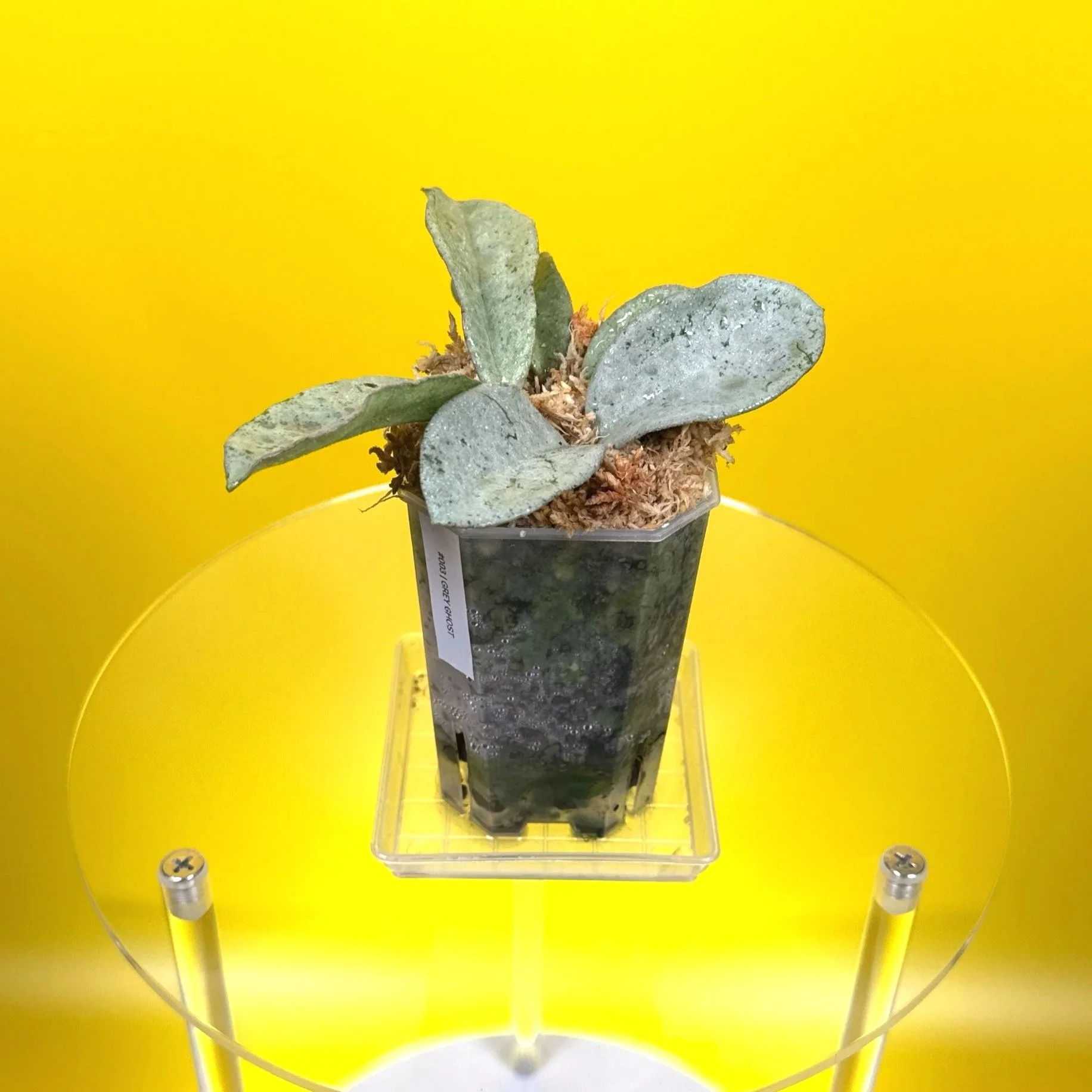 Hoya Carnosa Grey Ghost | Shop Rare Silver Hoya Houseplants | Melty Plants Australia