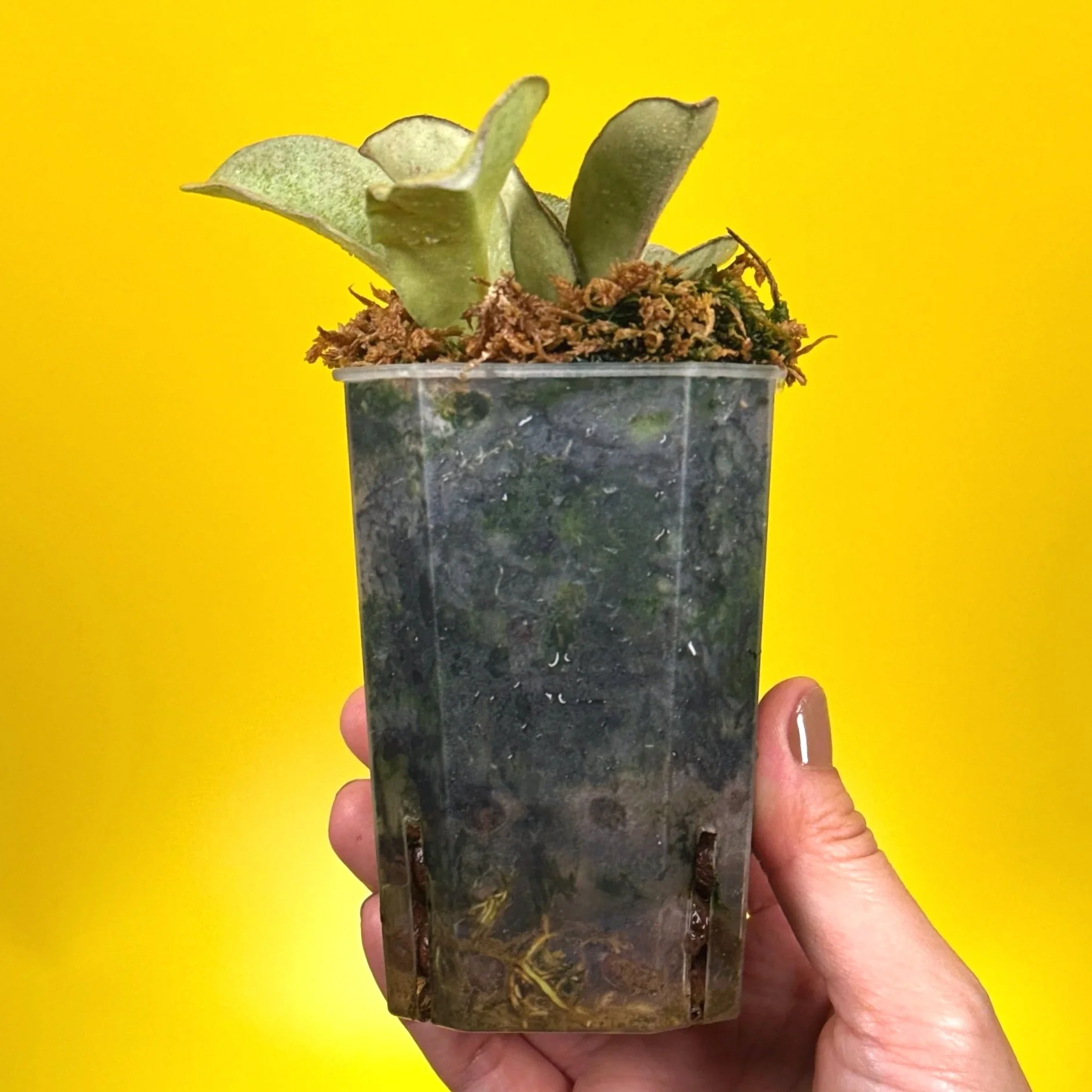 Hoya Carnosa Nova Ghost multi-planted in a small square pot for sale in Sydney, Australia