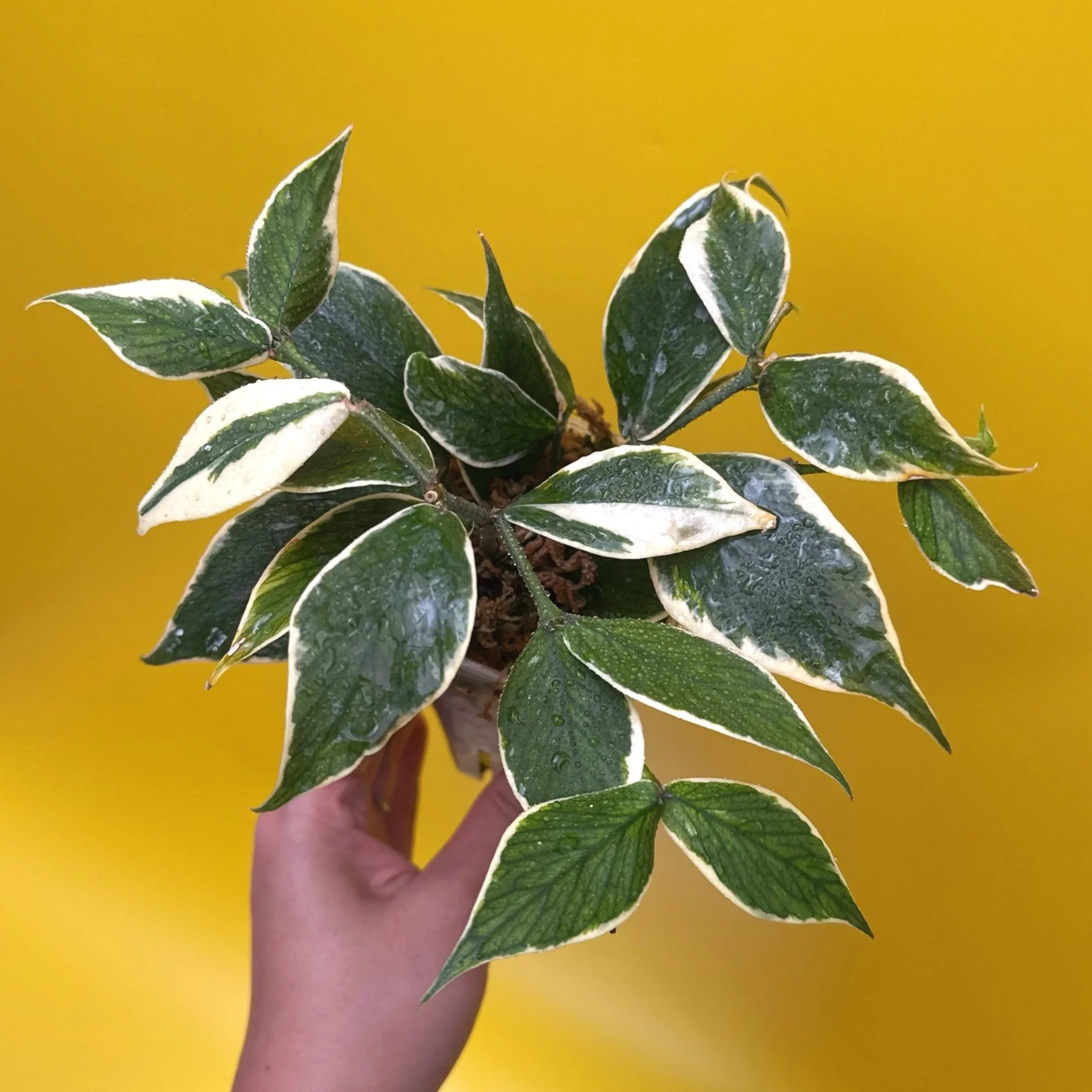 HOYA Polyneura Albomarginata