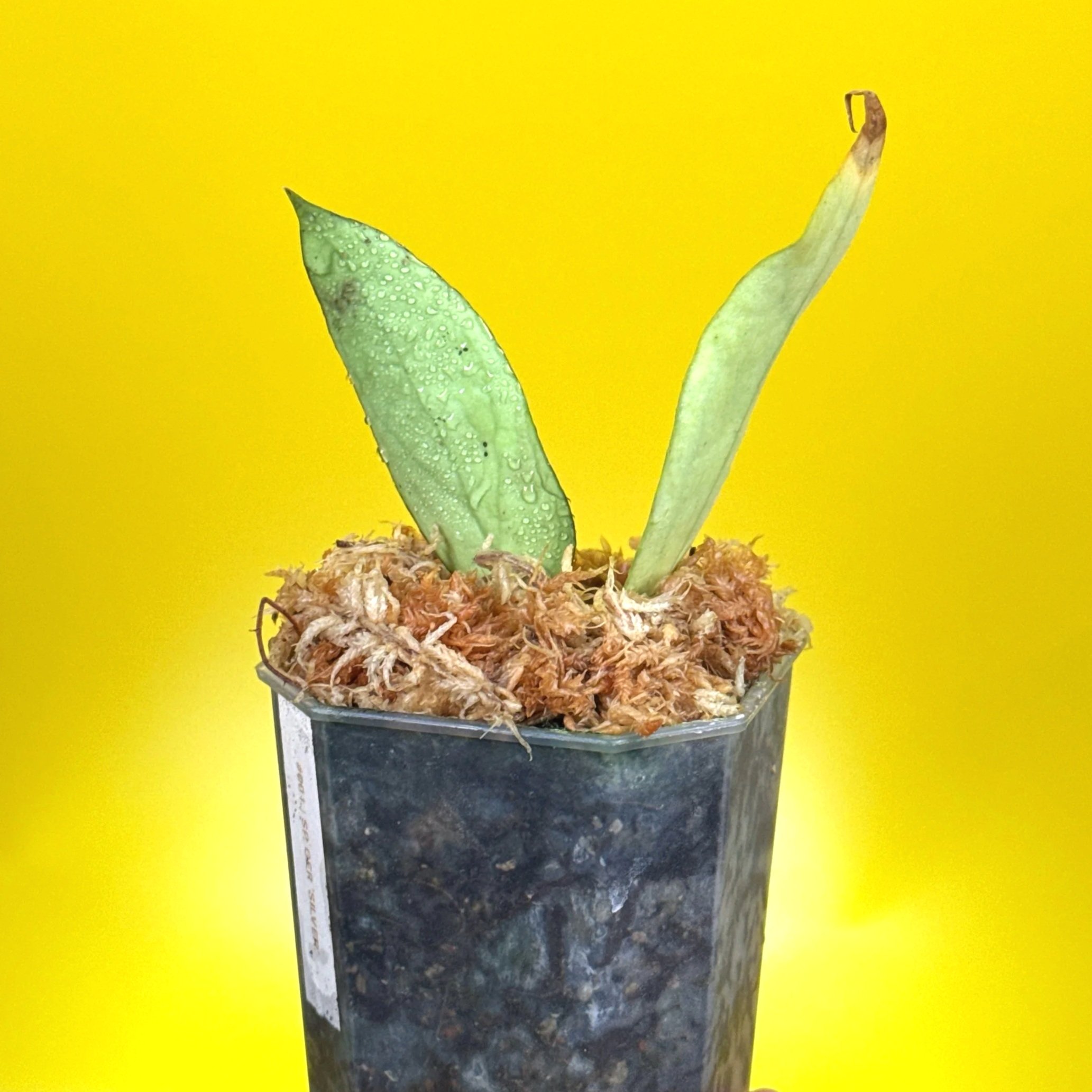 Hoya Sp. Germany Silver for sale in a small clear square pot in Sydney Australia