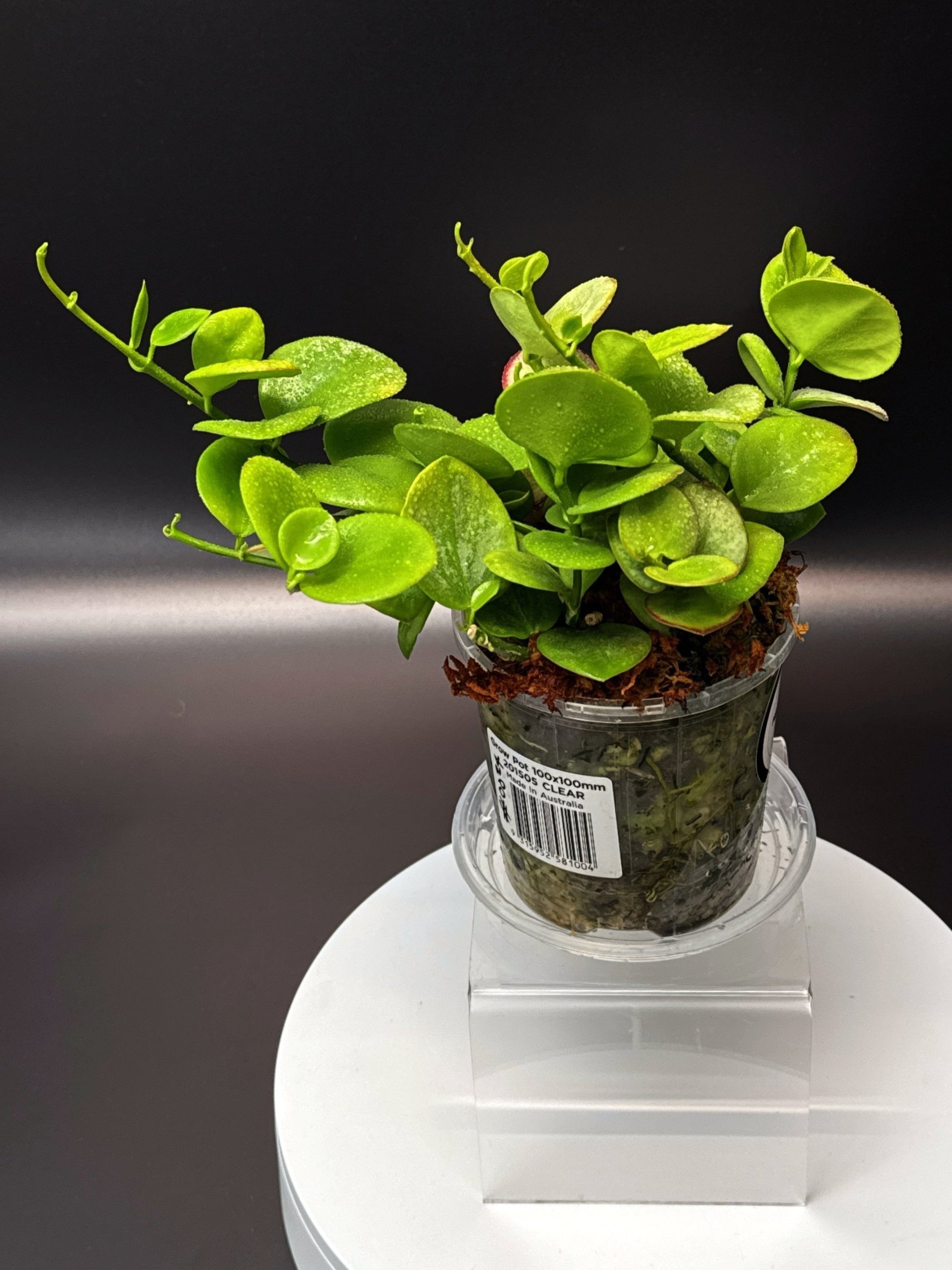 Hoya Collina in 100mm Clear Pot for sale | Shop Rare Hoya Plants in Sydney, Australia | Melty Plants E-Store, Online