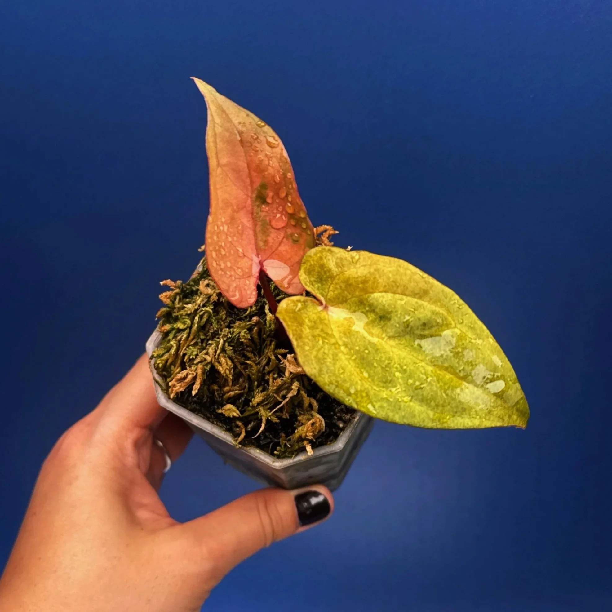 Anthurium Reverse Black Cherry X Red Vein Dark Phoenix Mint Variegated | Shop Ultra Rare Variegated Anthuriums online from Sydney, Australia | Melty Plants E-Store, Online