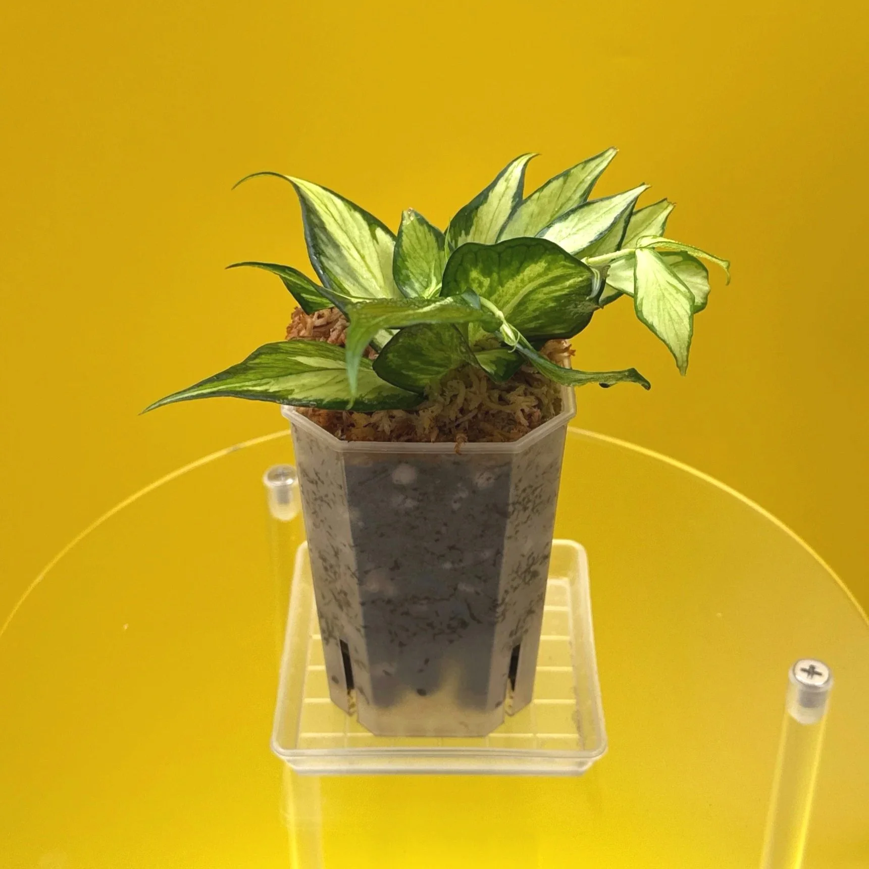 Hoya Polyneura Albomarginata Inner Variegated multi-planted in Small Square Clear Pot for sale | Shop Rare Variegated Hoya Houseplants in Sydney, Australia | Melty Plants E-Store, Online