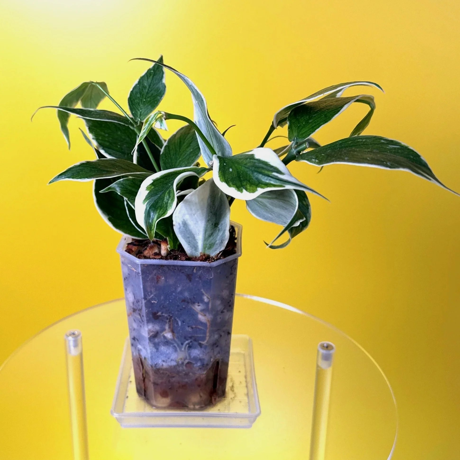 Hoya Polyneura Albomarginata | Shop Rare Hoya Houseplants in Sydney, Australia | Melty Plants E-Store, Online