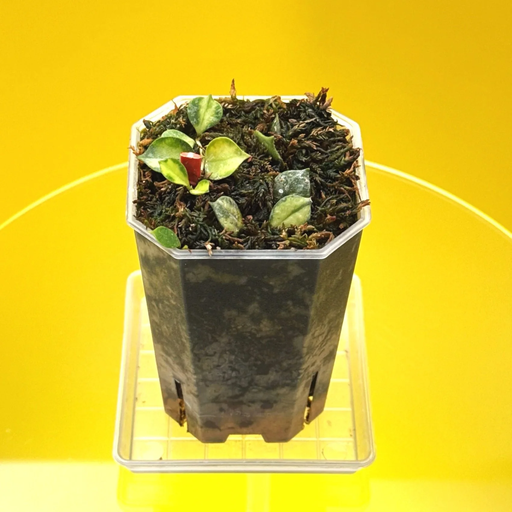 Hoya Curtisii Albomarginata multi-planted in a Small Square Clear Pot for sale | Shop Rare Hoya Houseplants in Sydney, Australia | Melty Plants E-Store, Online