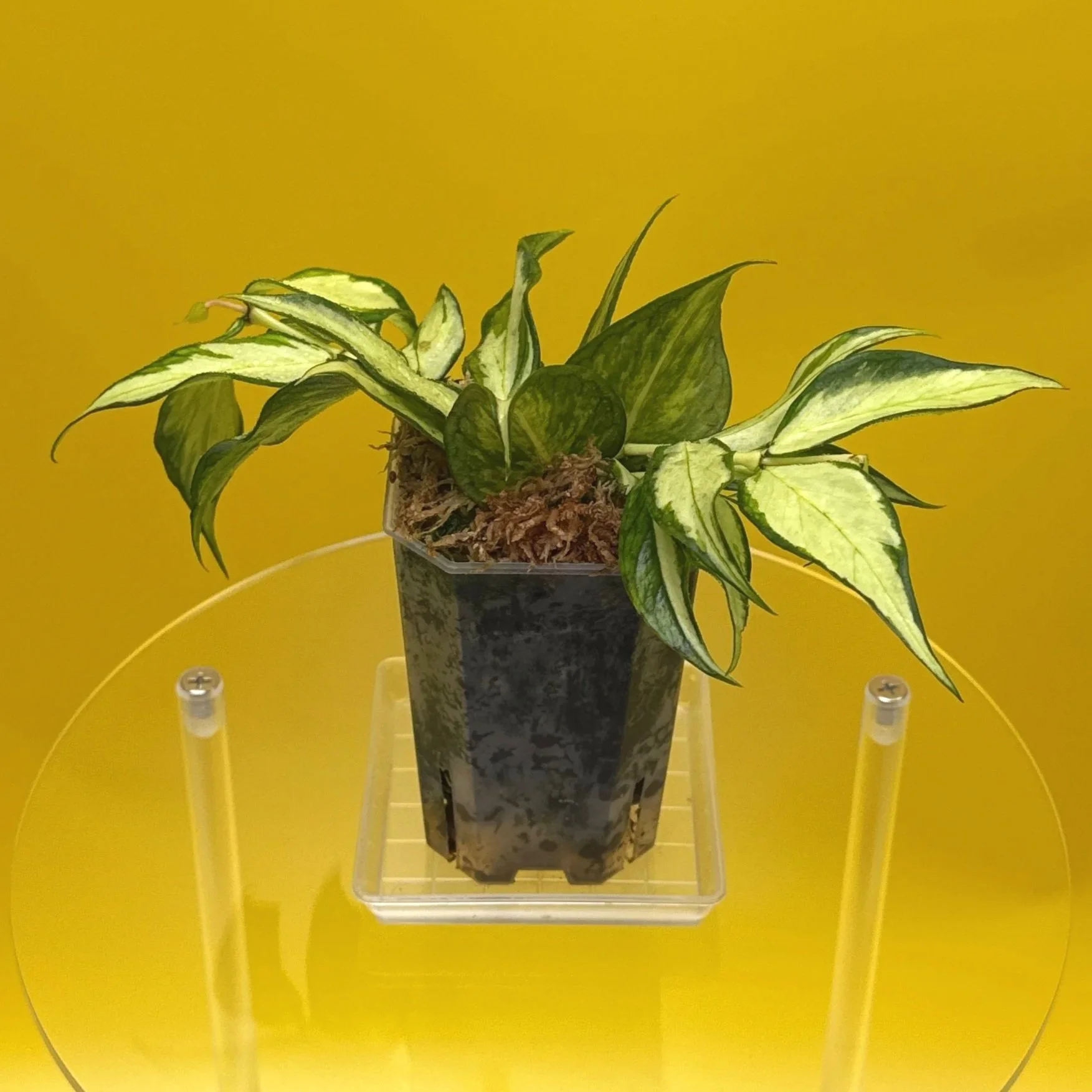 Hoya Polyneura Albomarginata Inner Variegated multi-planted in Small Square Clear Pot for sale | Shop Rare Variegated Hoya Houseplants in Sydney, Australia | Melty Plants E-Store, Online