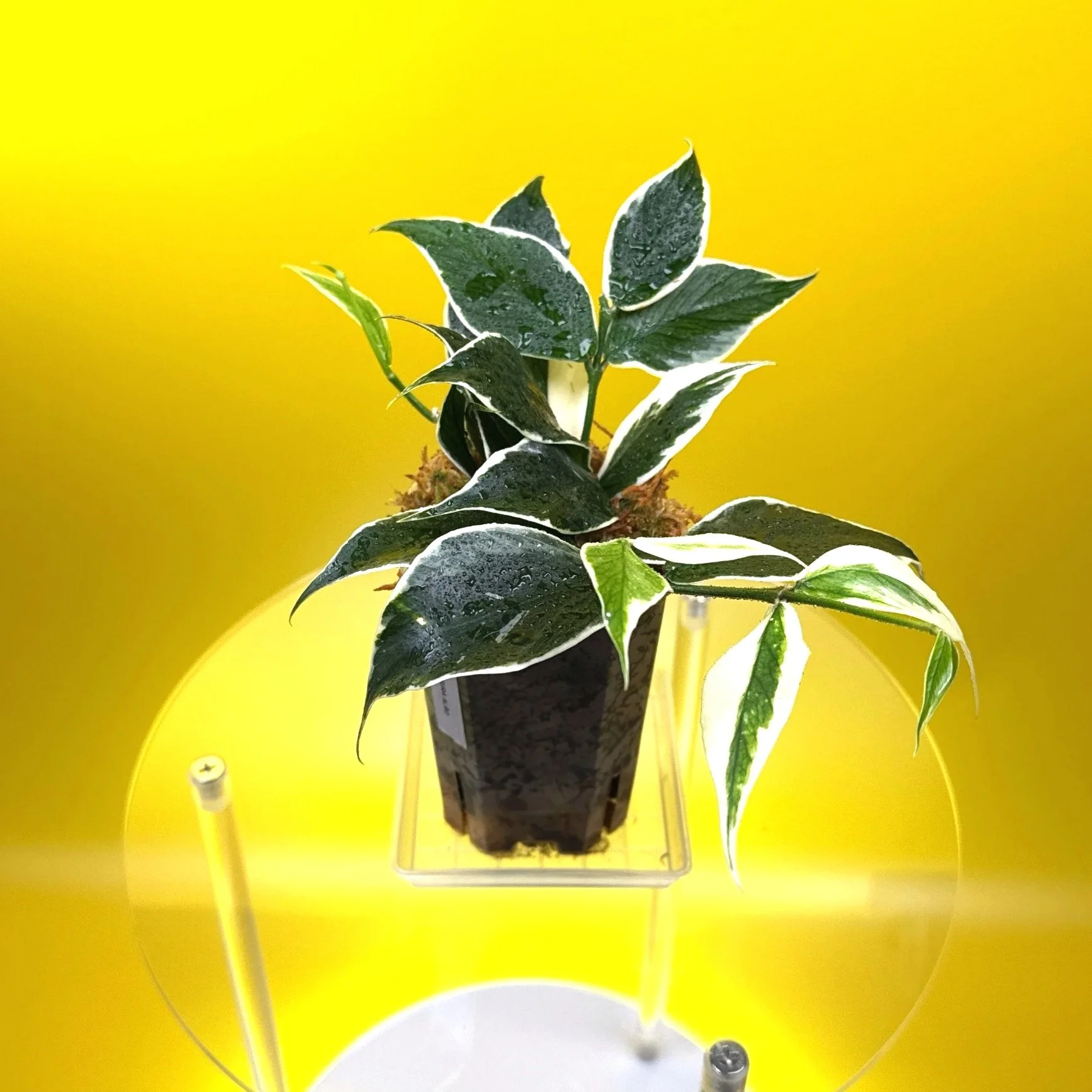 Hoya Polyneura Albomarginata | Shop Rare Hoya Houseplants in Sydney, Australia | Melty Plants E-Store, Online