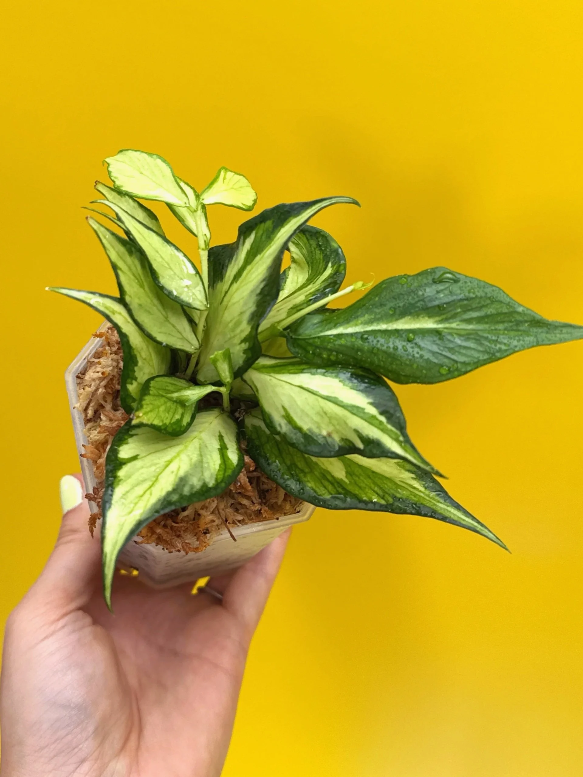 Hoya Polyneura Albomarginata Inner Variegated multi-planted in Small Square Clear Pot for sale | Shop Rare Variegated Hoya Houseplants in Sydney, Australia | Melty Plants E-Store, Online