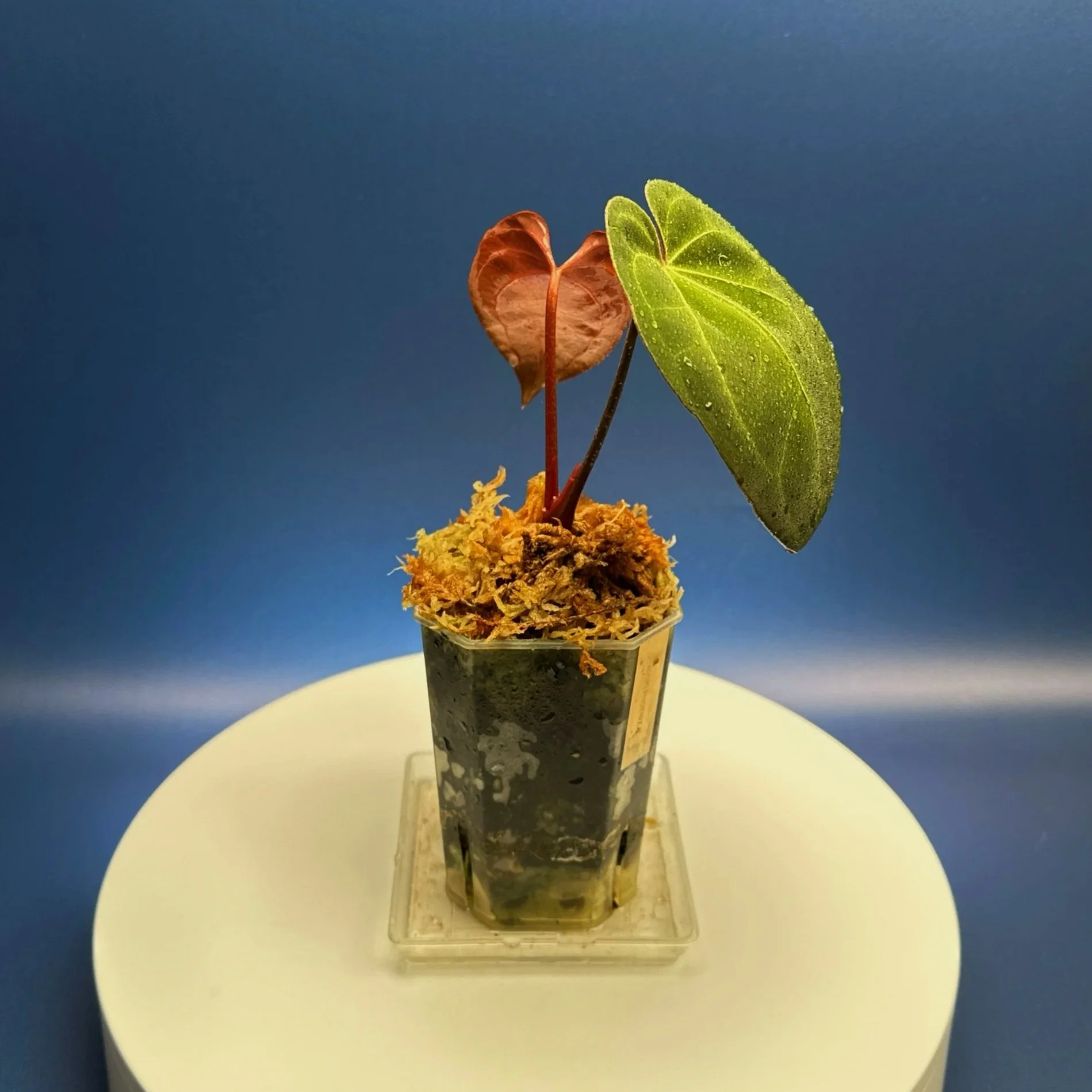 Anthurium Magnificum x Red Vein Dark Phoenix | Shop Rare Anthuriums online from Sydney, Australia | Melty Plants E-Store, Online