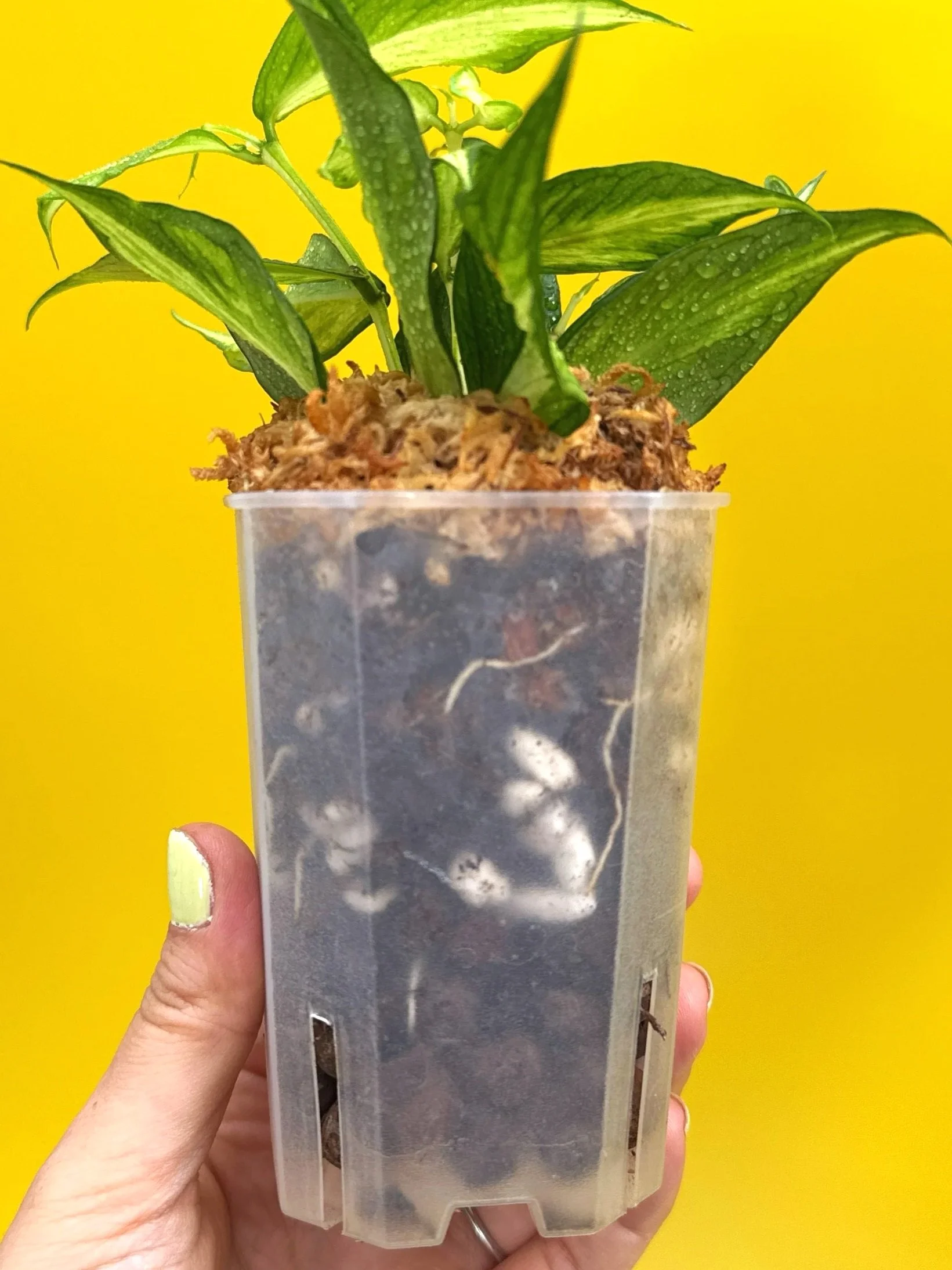 Hoya Polyneura Albomarginata Inner Variegated multi-planted in Small Square Clear Pot for sale | Shop Rare Variegated Hoya Houseplants in Sydney, Australia | Melty Plants E-Store, Online