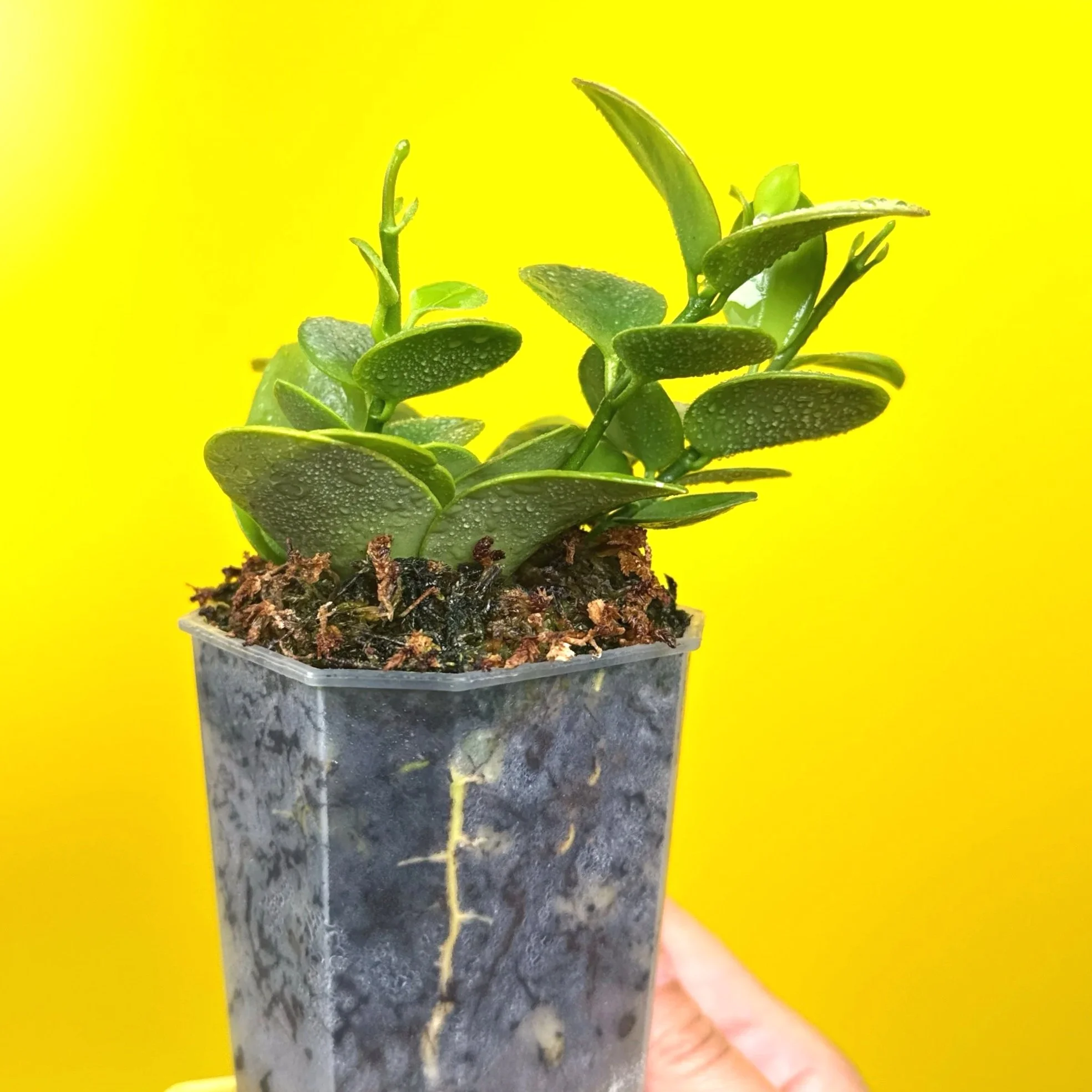Hoya Collina in a small clear square pot for sale | Shop Rare Hoya Plants in Sydney, Australia | Melty Plants E-Store, Online