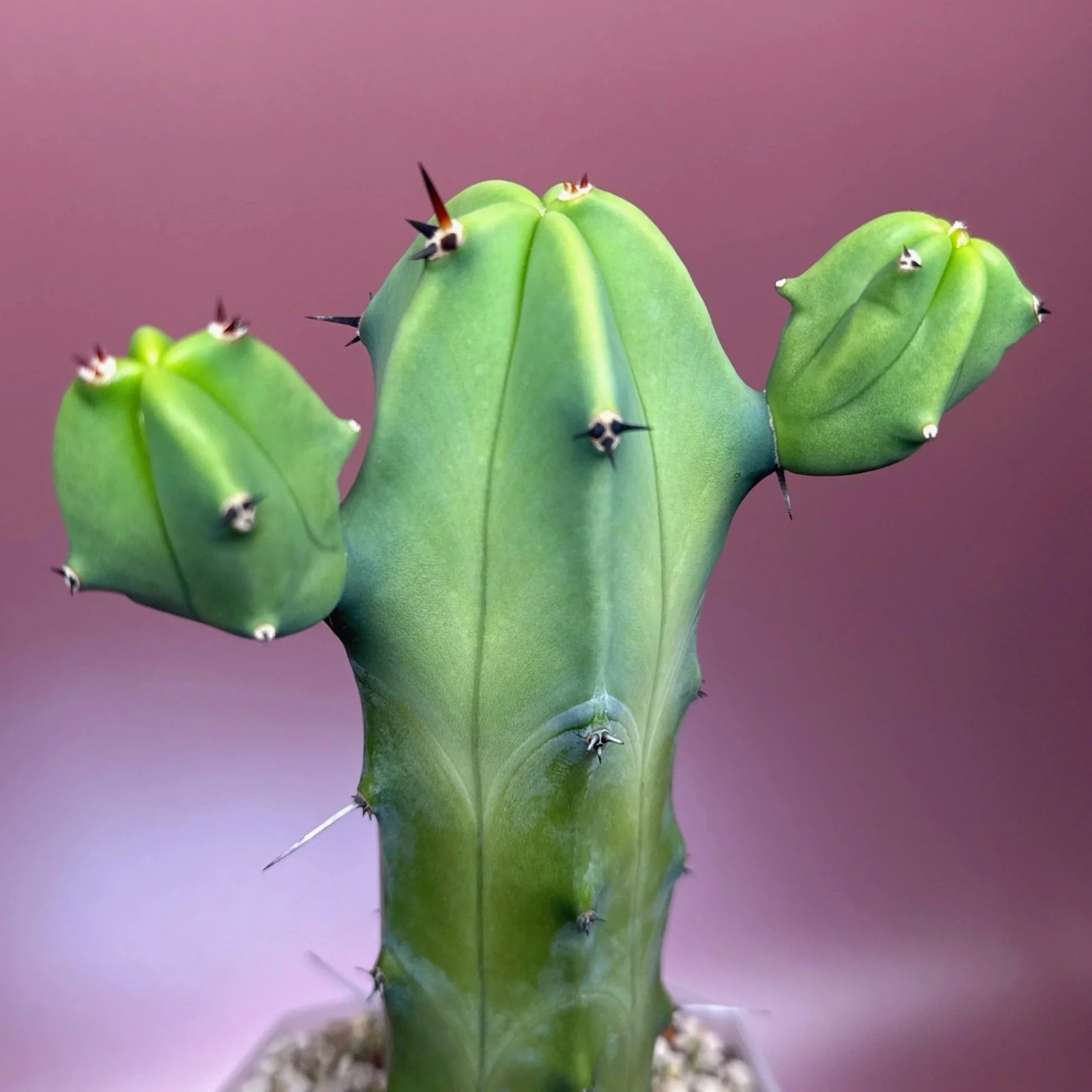 Cactus Myrtillocactus Geometrizans﻿ 'Blue Candle' | Shop Rare Blue Cacti in Sydney, Australia | Melty Plants E-Store, Online