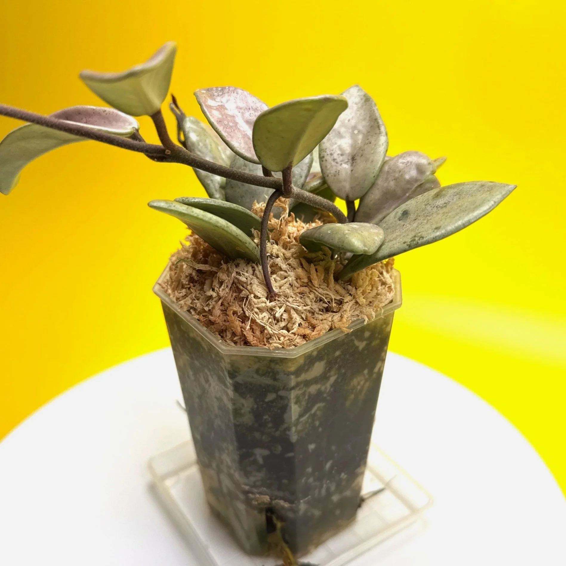 Hoya Carnosa Wilbur Graves Super Silver in 100mm clear pot | Shop Rare Hoya Houseplants from Sydney, Australia | Melty Plants E-Store Online