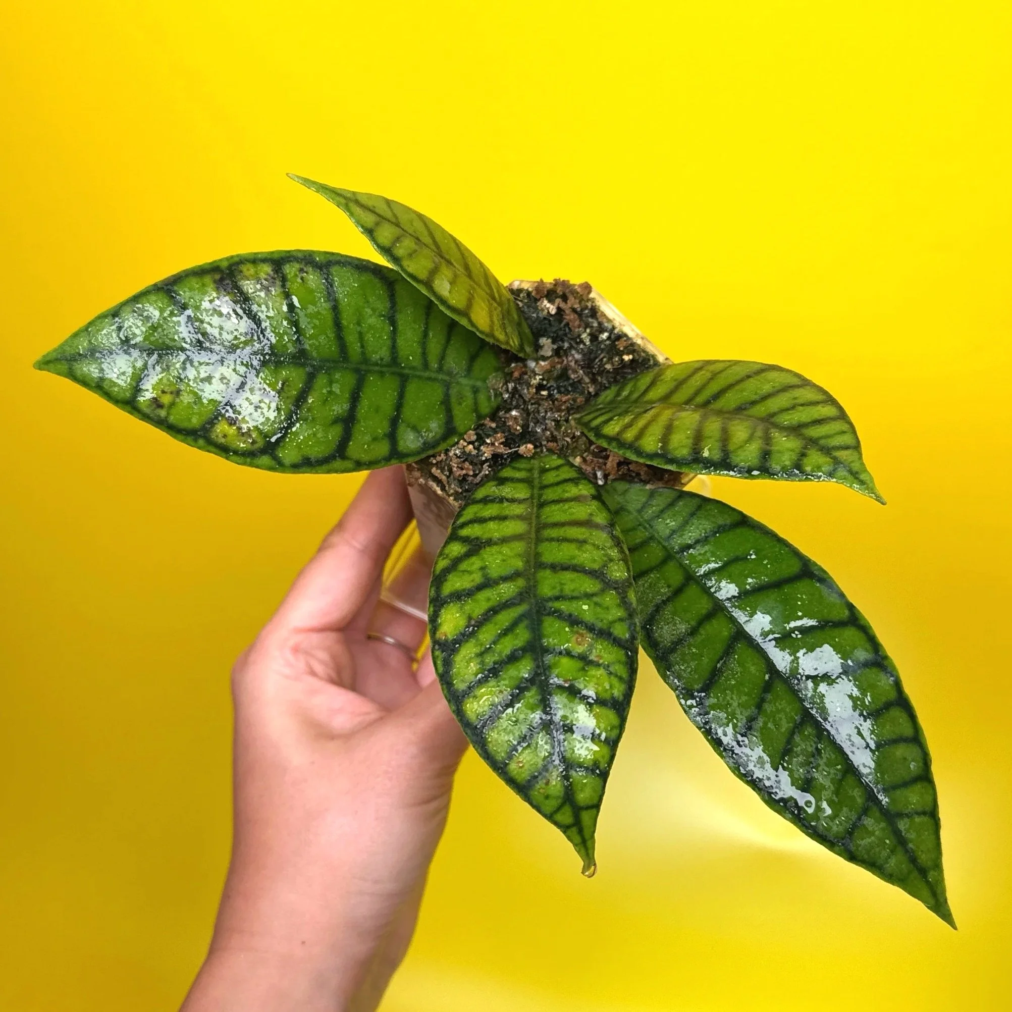 Hoya Callistophylla sp. Kalimantan | Shop Rare Hoya Plants in Sydney, Australia | Melty Plants Australia E-Store, Online
