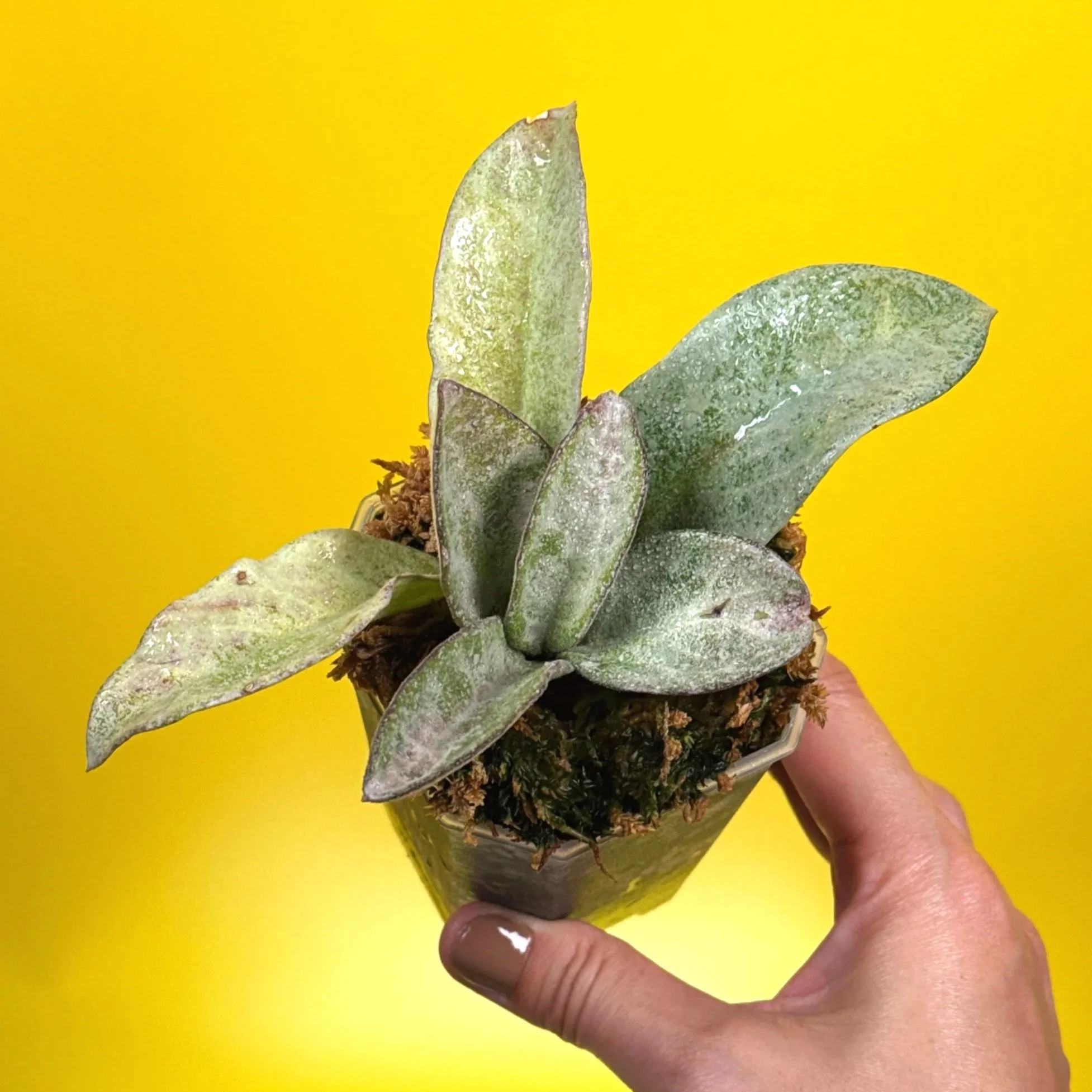 HOYA Carnosa Nova Ghost