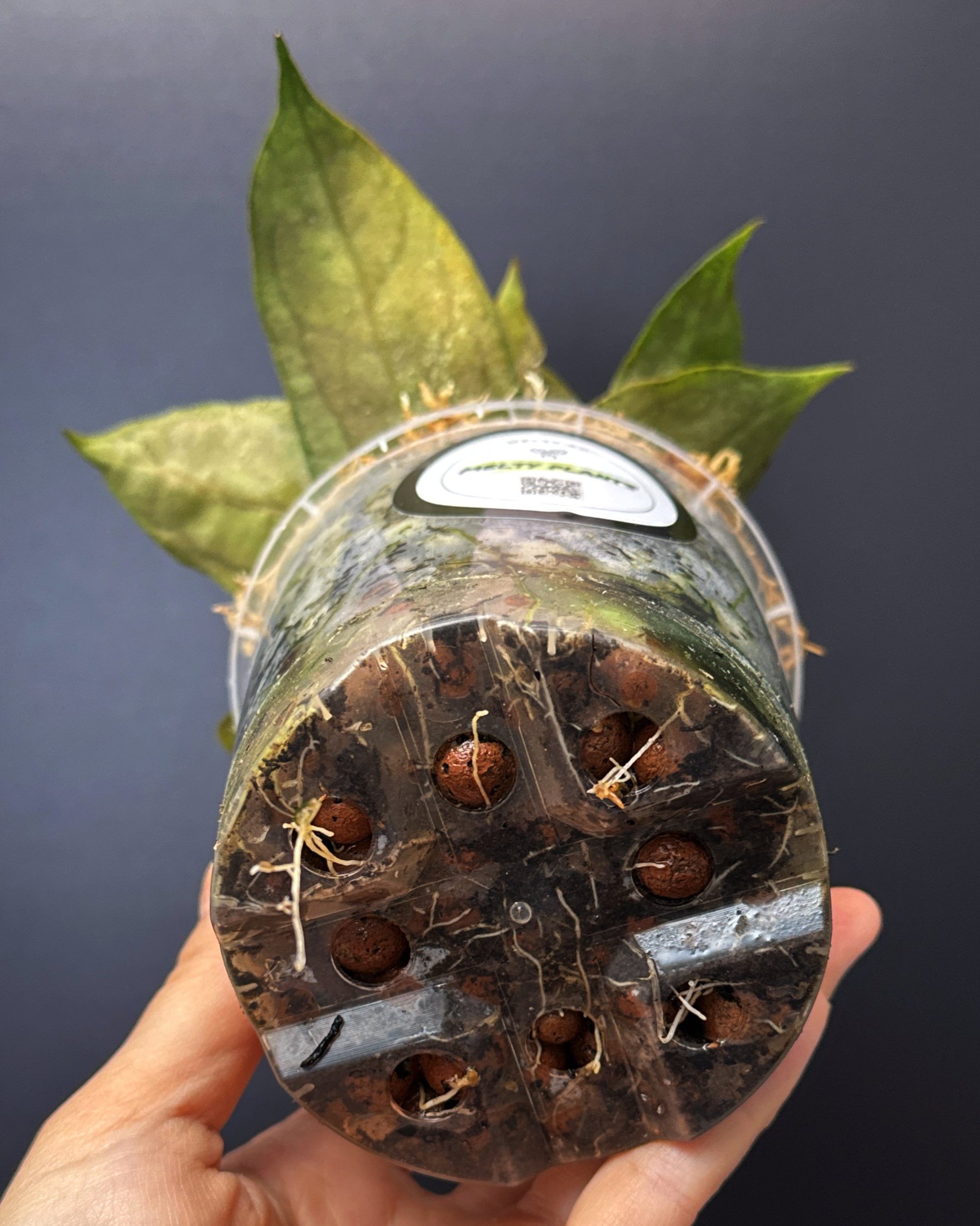 Hoya Tequila Sunrise multi-planted in 100mm Clear Pot for sale | Shop Rare Hoya Houseplants | Melty Plants E-Store Online, Sydney Australia