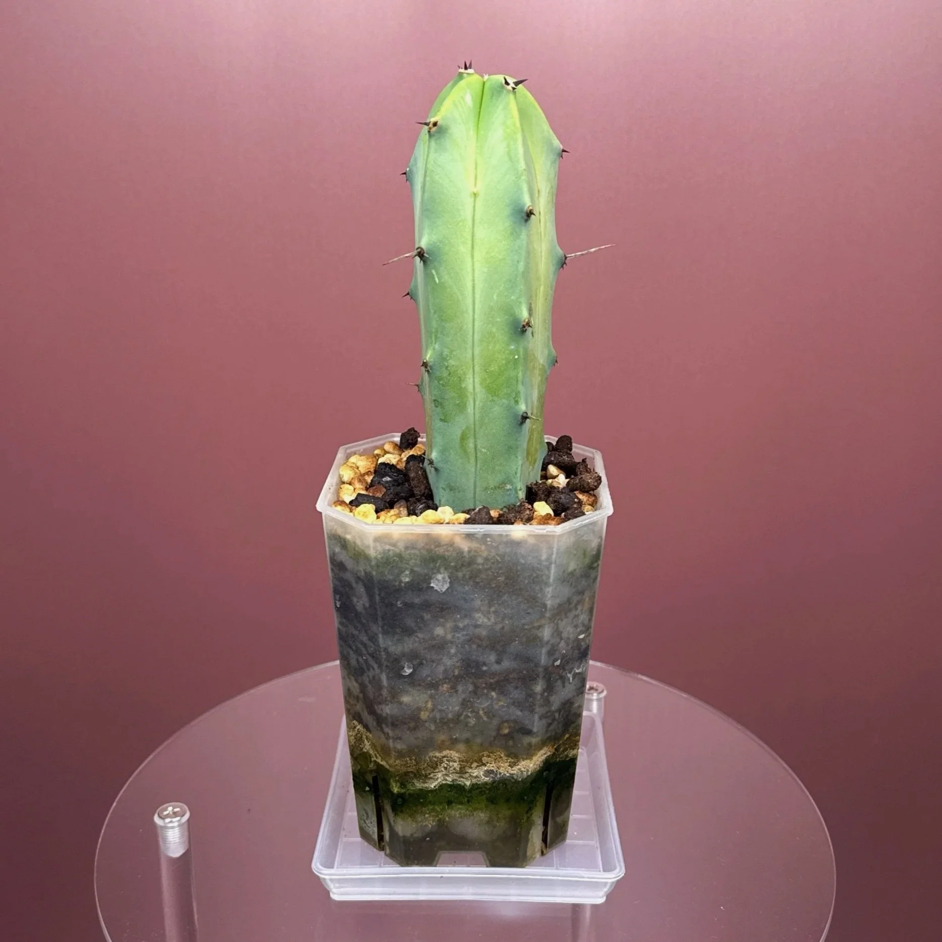 Cactus Myrtillocactus Geometrizans﻿ 'Blue Candle' | Shop Rare Blue Cacti in Sydney, Australia | Melty Plants E-Store, Online