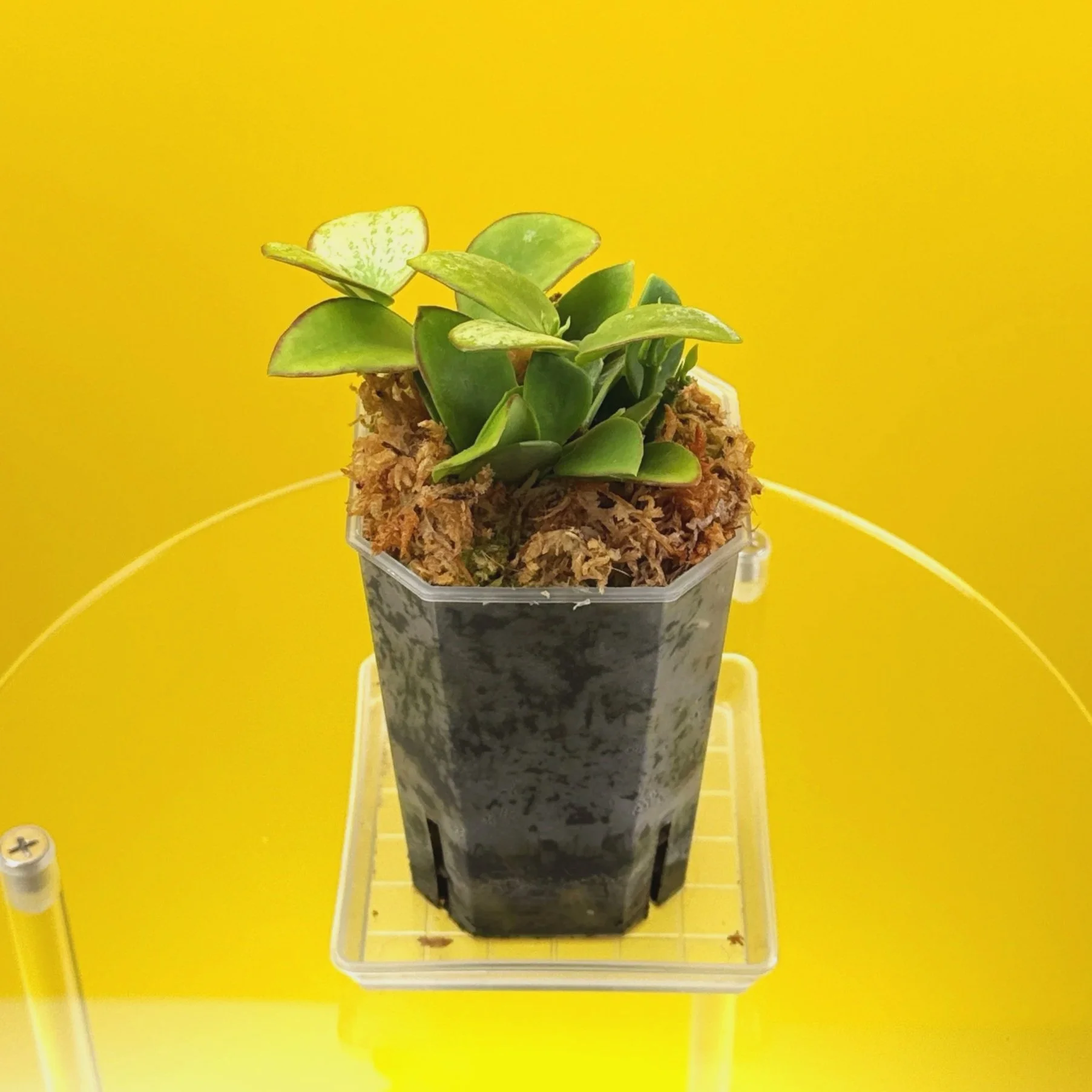 Hoya Collina in a small clear square pot for sale | Shop Rare Hoya Plants in Sydney, Australia | Melty Plants E-Store, Online