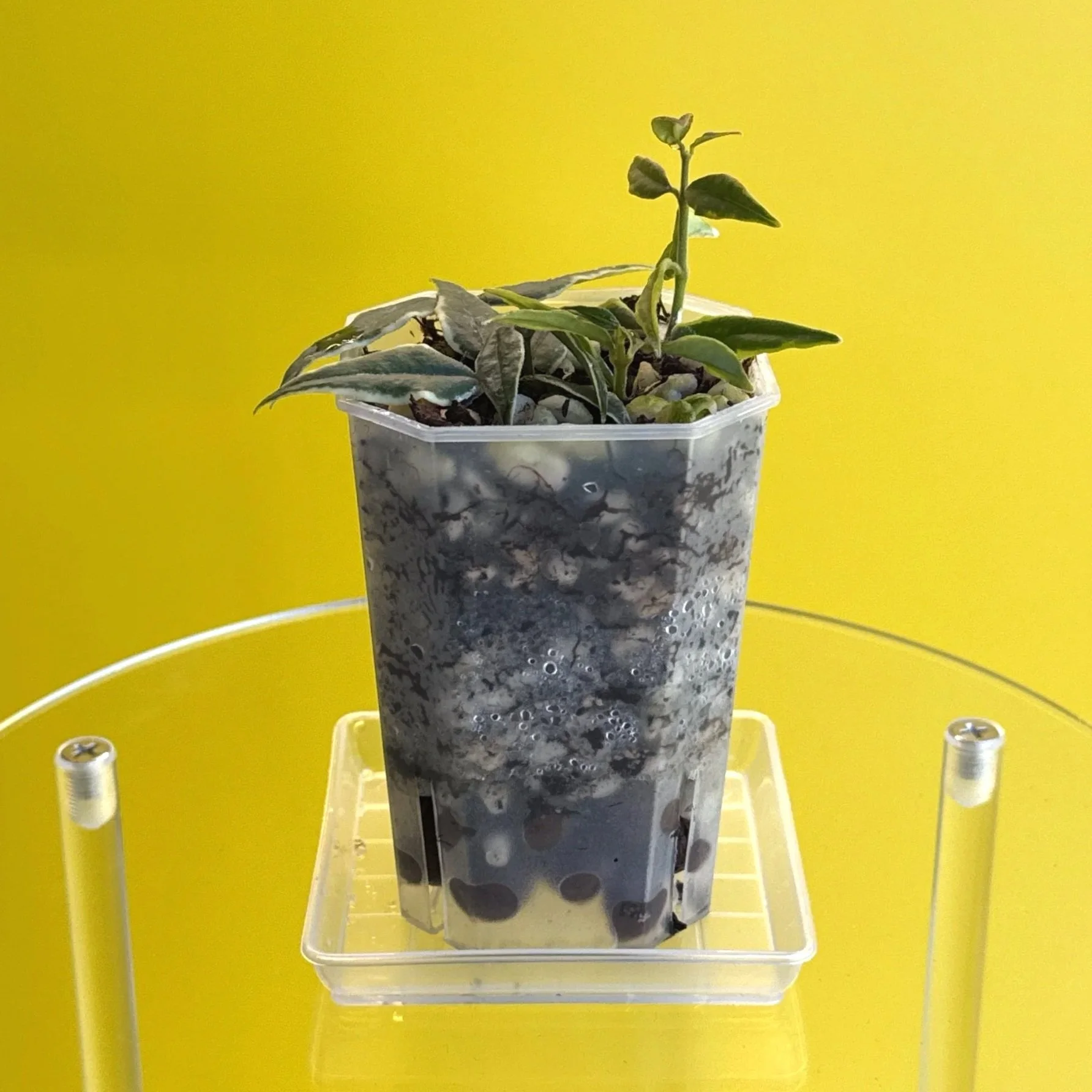 Hoya Bella Albomarginata in a Small Square, Clear Pot for sale | Shop Rare Hoya Houseplants in Sydney, Australia | Melty Plants E-Store Online