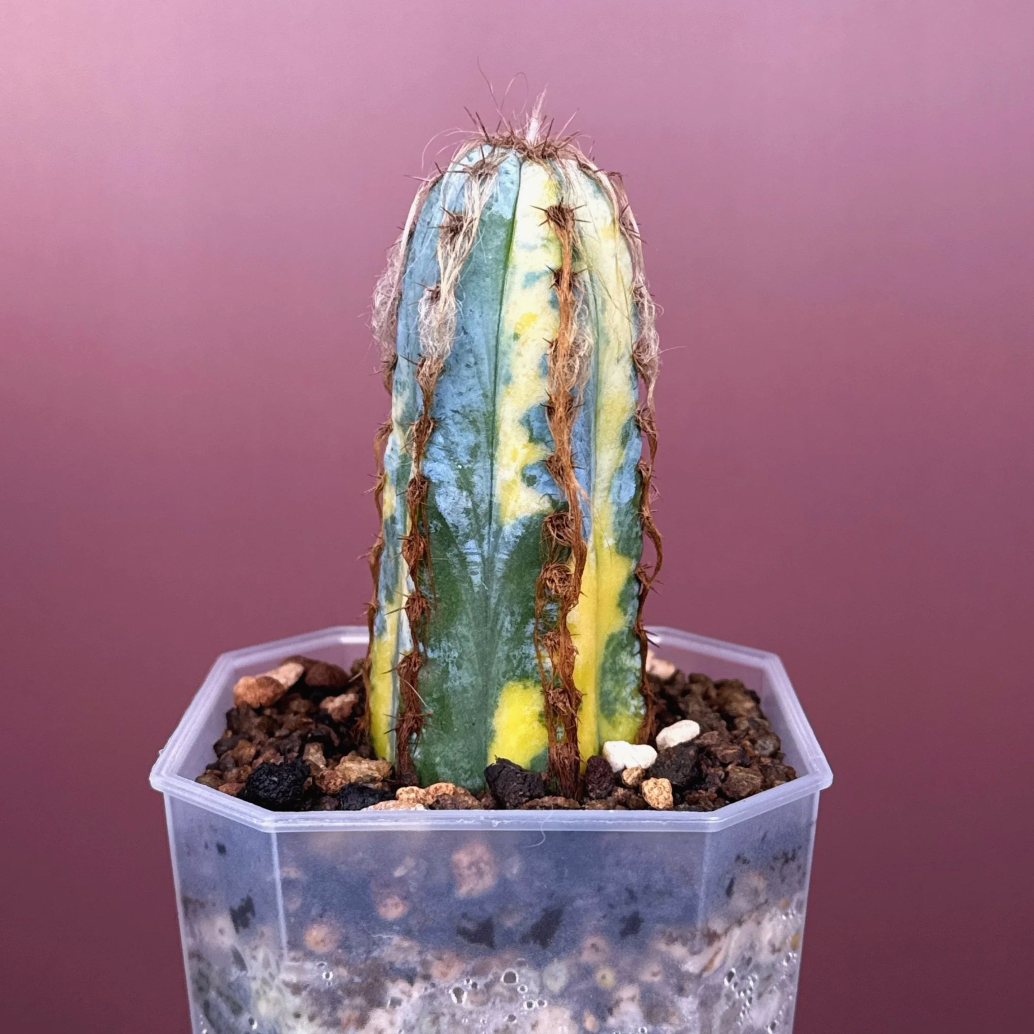 Pilosocereus Glaucescens Cv 'Heinz' Variegated | Shop rare and variegated Cacti in Sydney, Australia | Melty Plants E-Store, Online