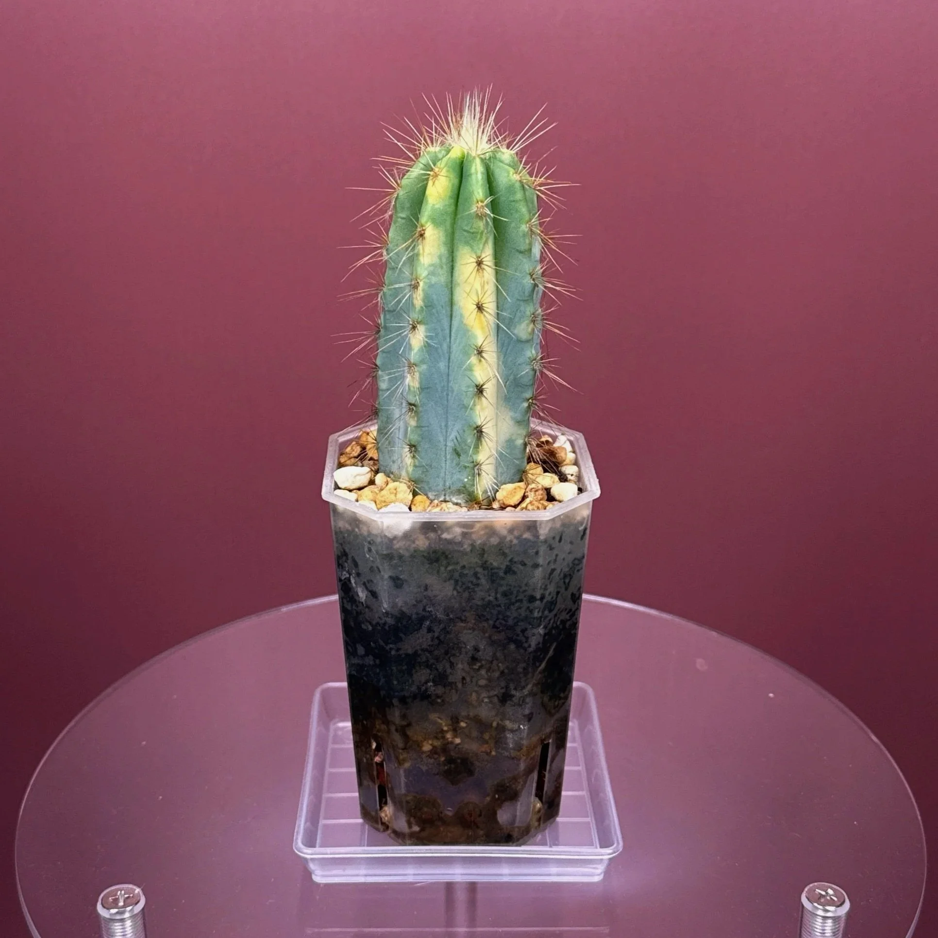 Highly desired and ultra rare Cactus Pilosocereus Pachycladus﻿ Variegated in a medium square sized clear pot for sale from Melty Plants Australia Sydney online store.
