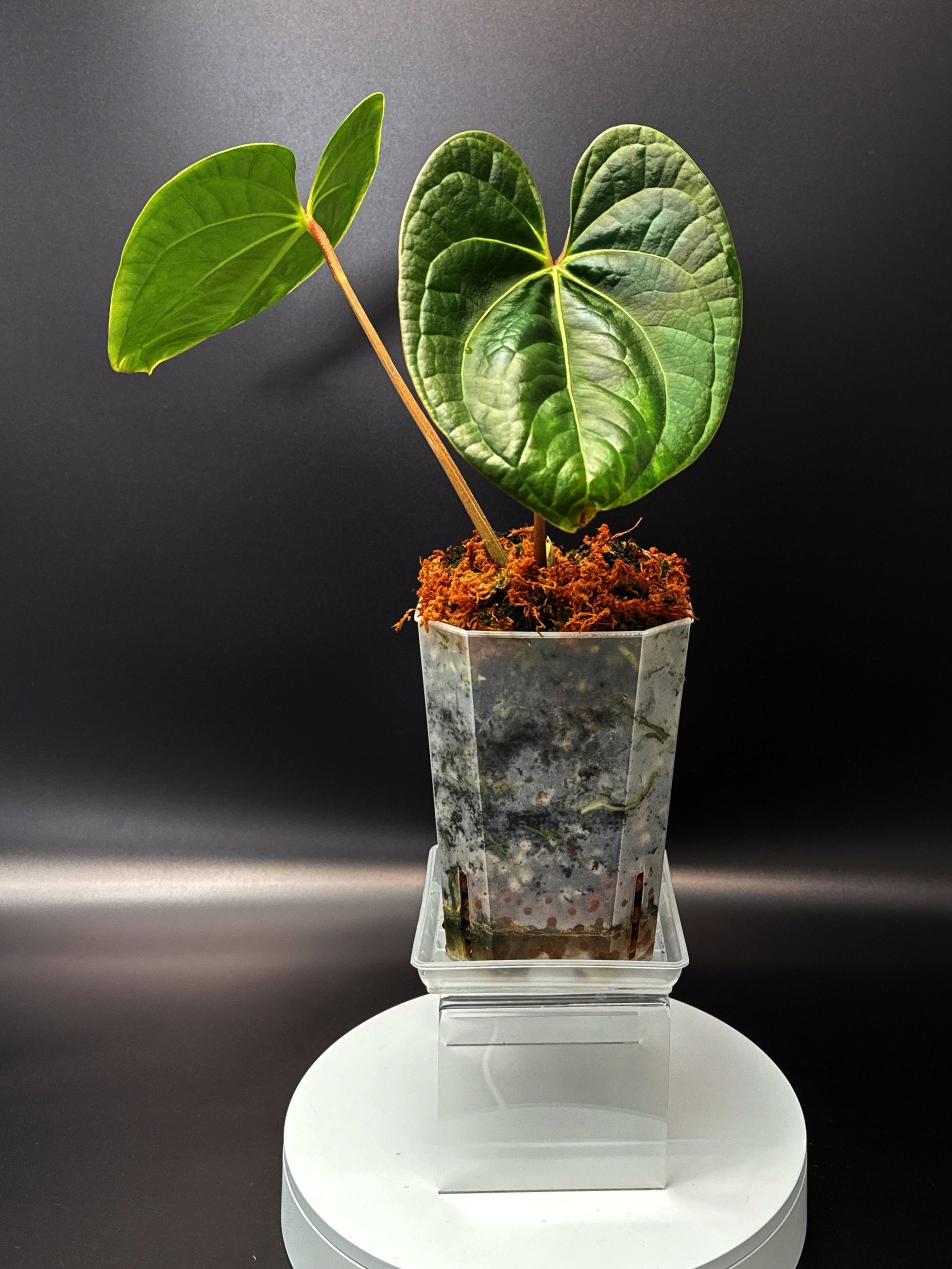 Anthurium Bessurians 'Besseae Aff. x Luxurians' in a large square pot + saucer | Shop Rare Australian Anthuriums in Sydney Australia | Melty Plants E-Store, Online