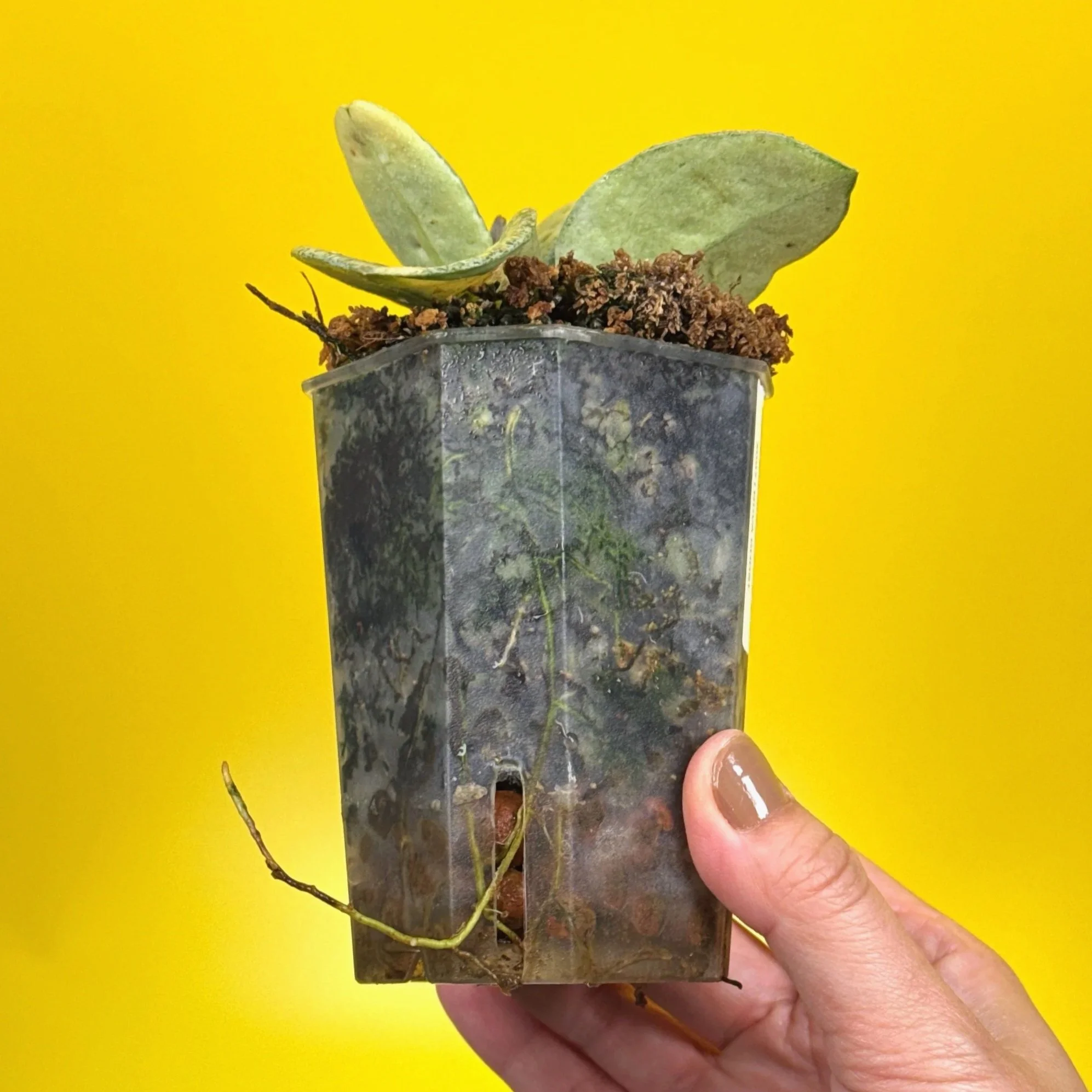 Hoya Carnosa Nova Ghost multi-planted in a small square pot for sale in Sydney, Australia